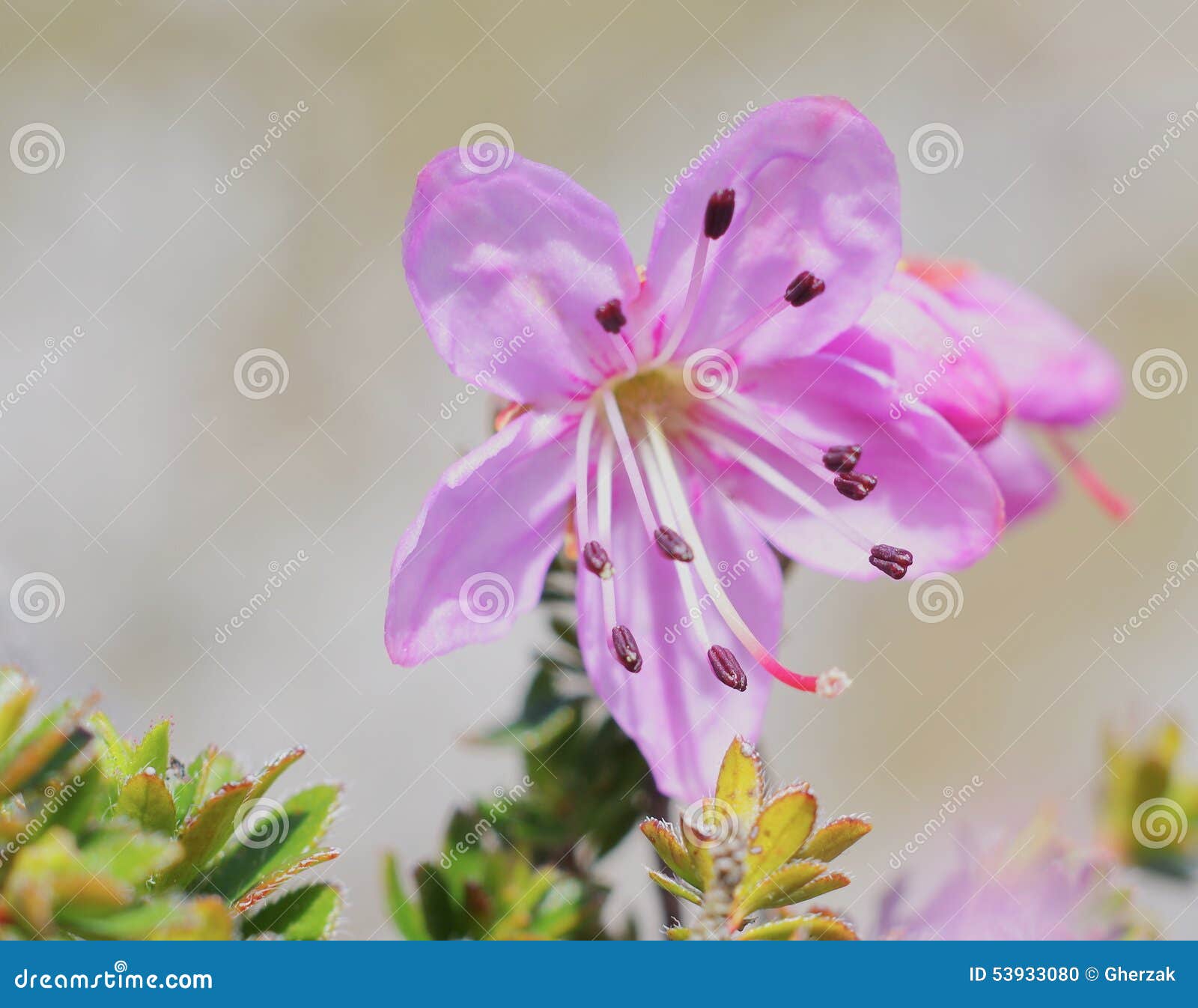 dwarf rhododendrons - close-up