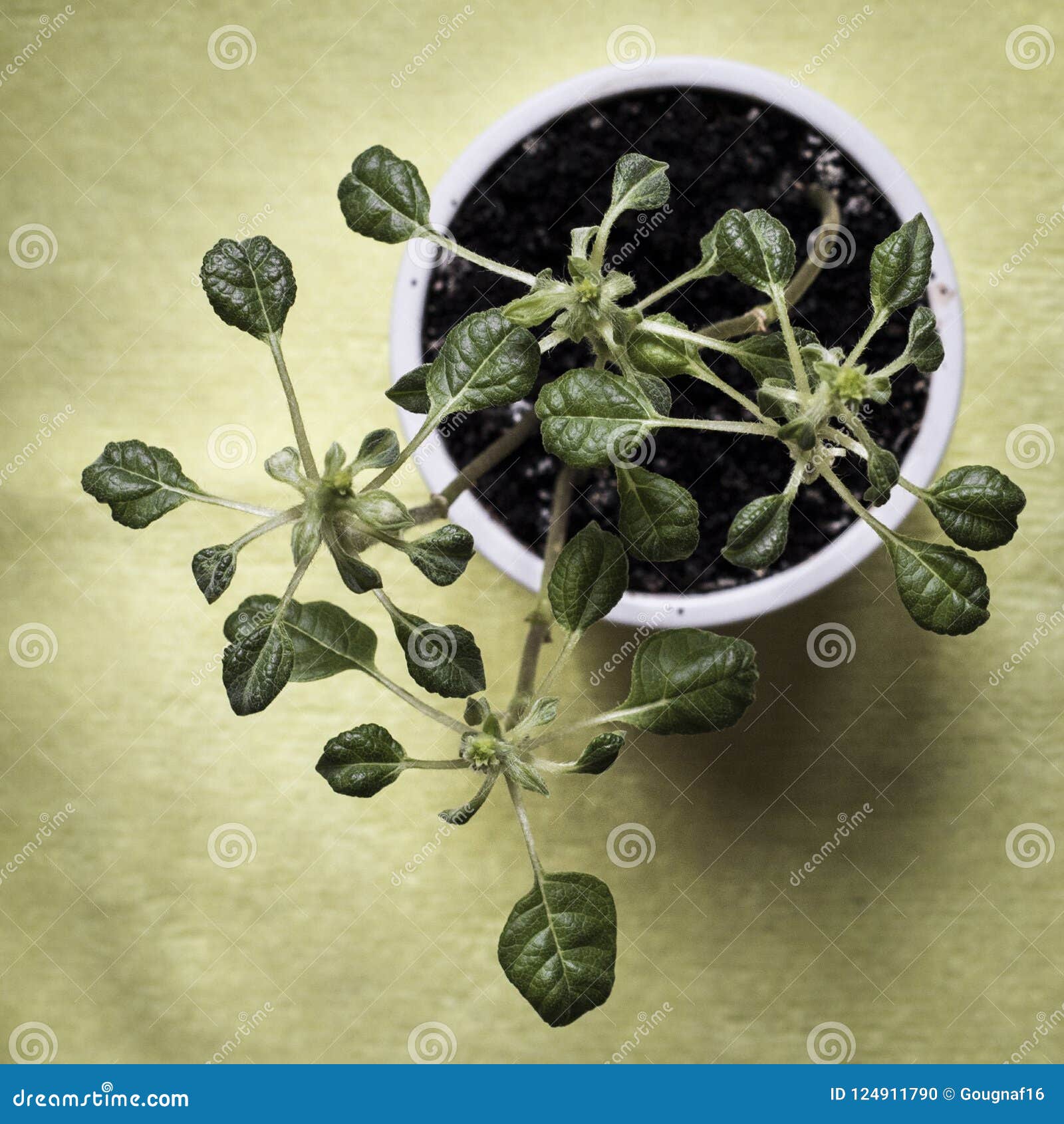 Dwarf Sunflowers Growing in a Pot Stock Photo Image of botany, food