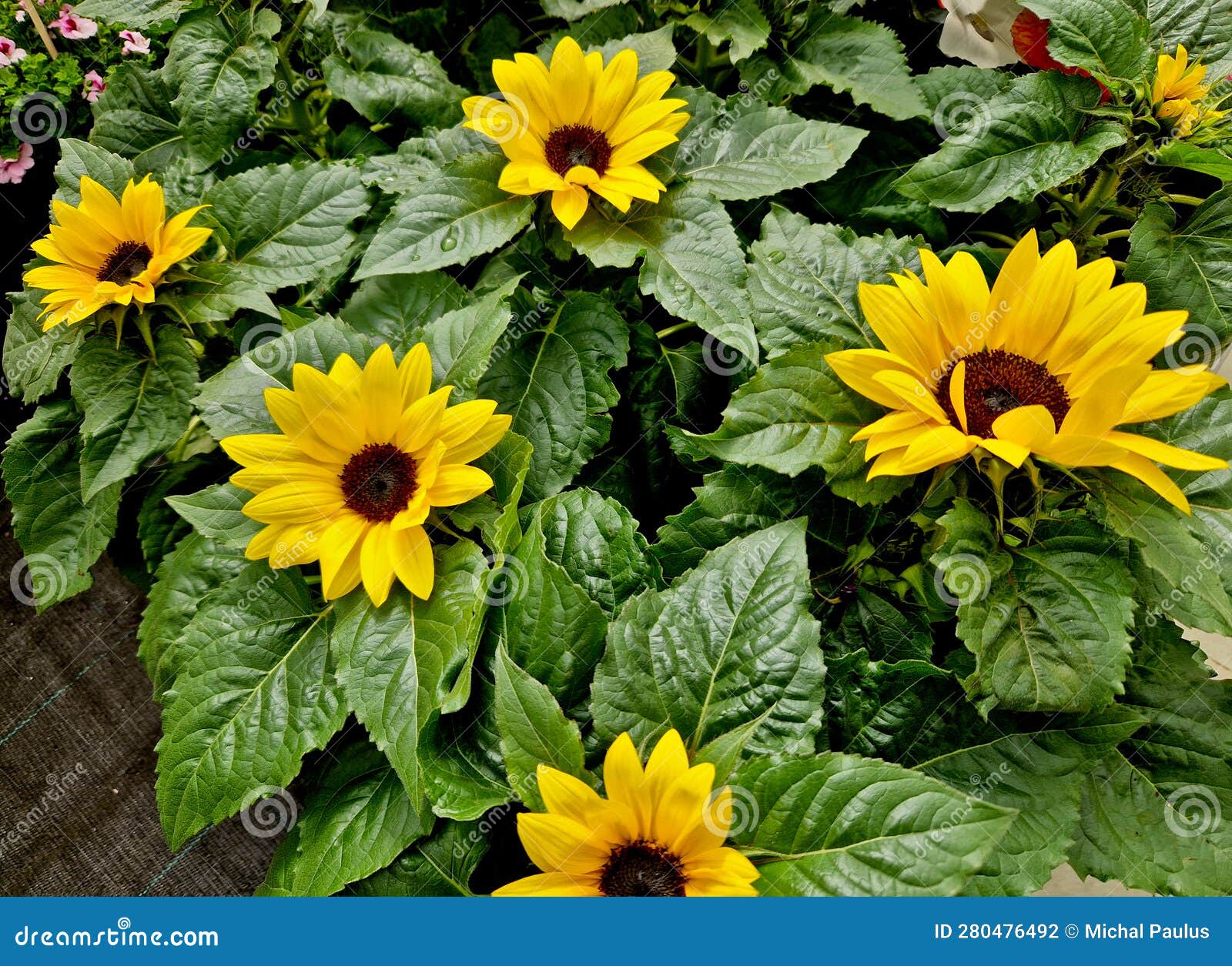 Dwarf Sunflowers are Miniature Counterparts of the Tall Garden Stock ...