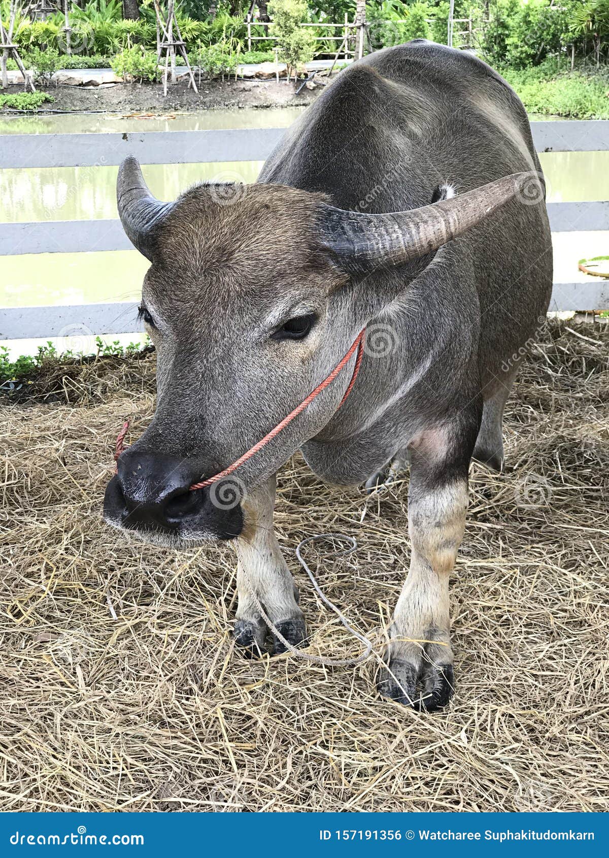 Dwarf Water Buffalo of Farm. Stock Photo - of nature, breed: 157191356