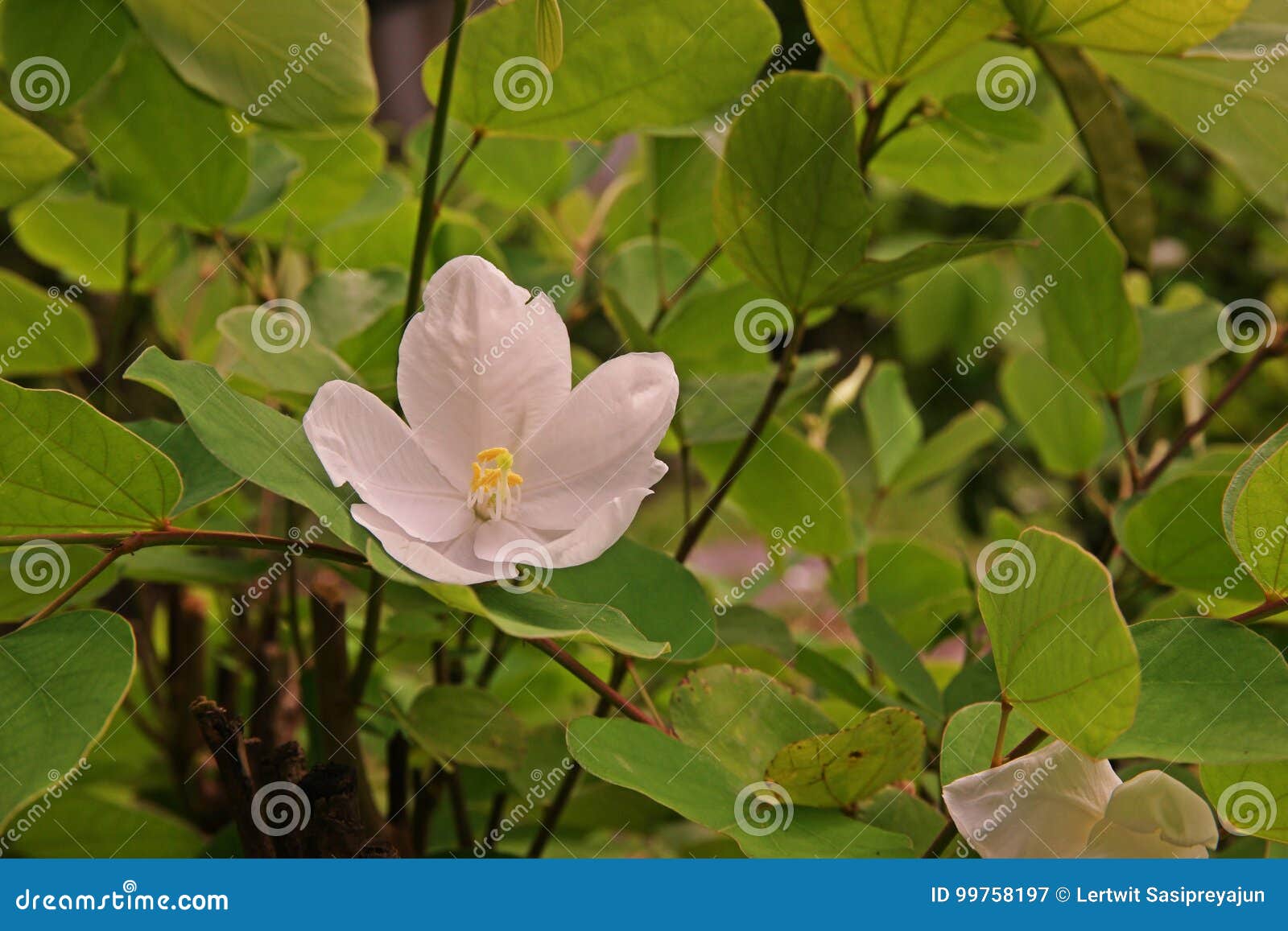 Dwarf White Bauhinia White Orchid Tree Or Snowy Orchid Tree Flowers Stock Image Image Of Asia Orchidtree Dwarf White Bauhinia White Orchid Tree Or Snowy Orchid Tree Flowers Stock Image Image Of Asia Orchidtree
