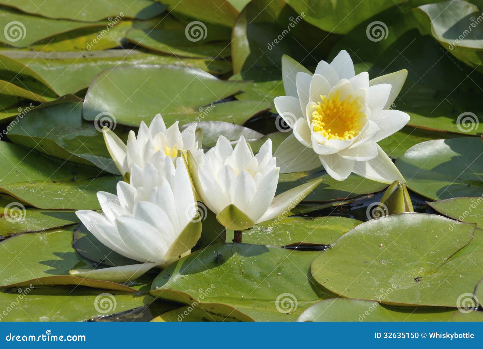 Dwarf White Waterlily stock photo. Image of summer, petals 32635150