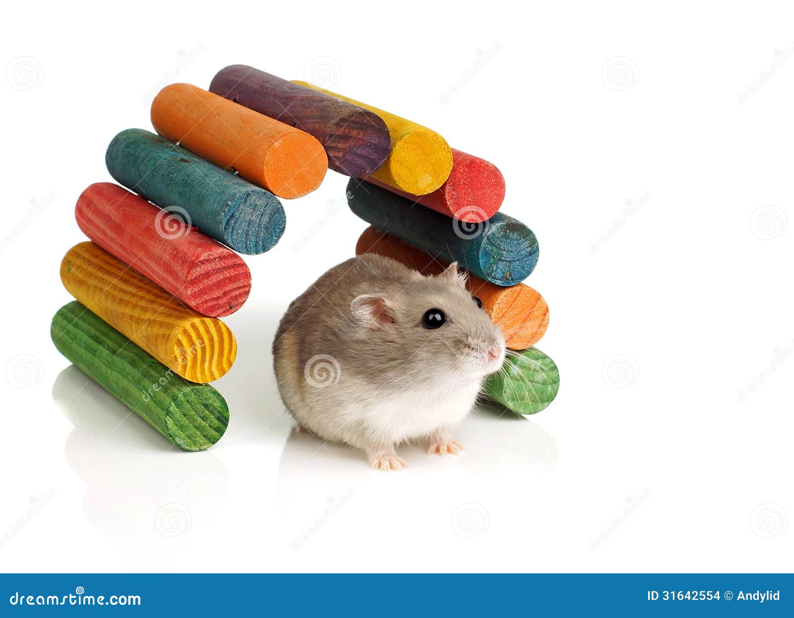 Small White Hamster On A White Background Stock Photo - Download
