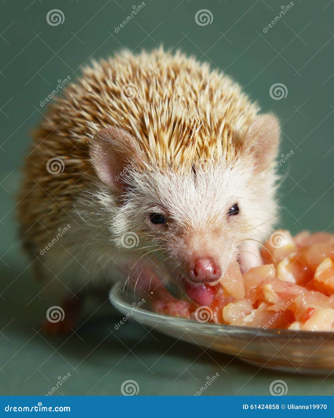 Dwarfish Hedgehog Eating Meat from the Plate Stock Photo Image of