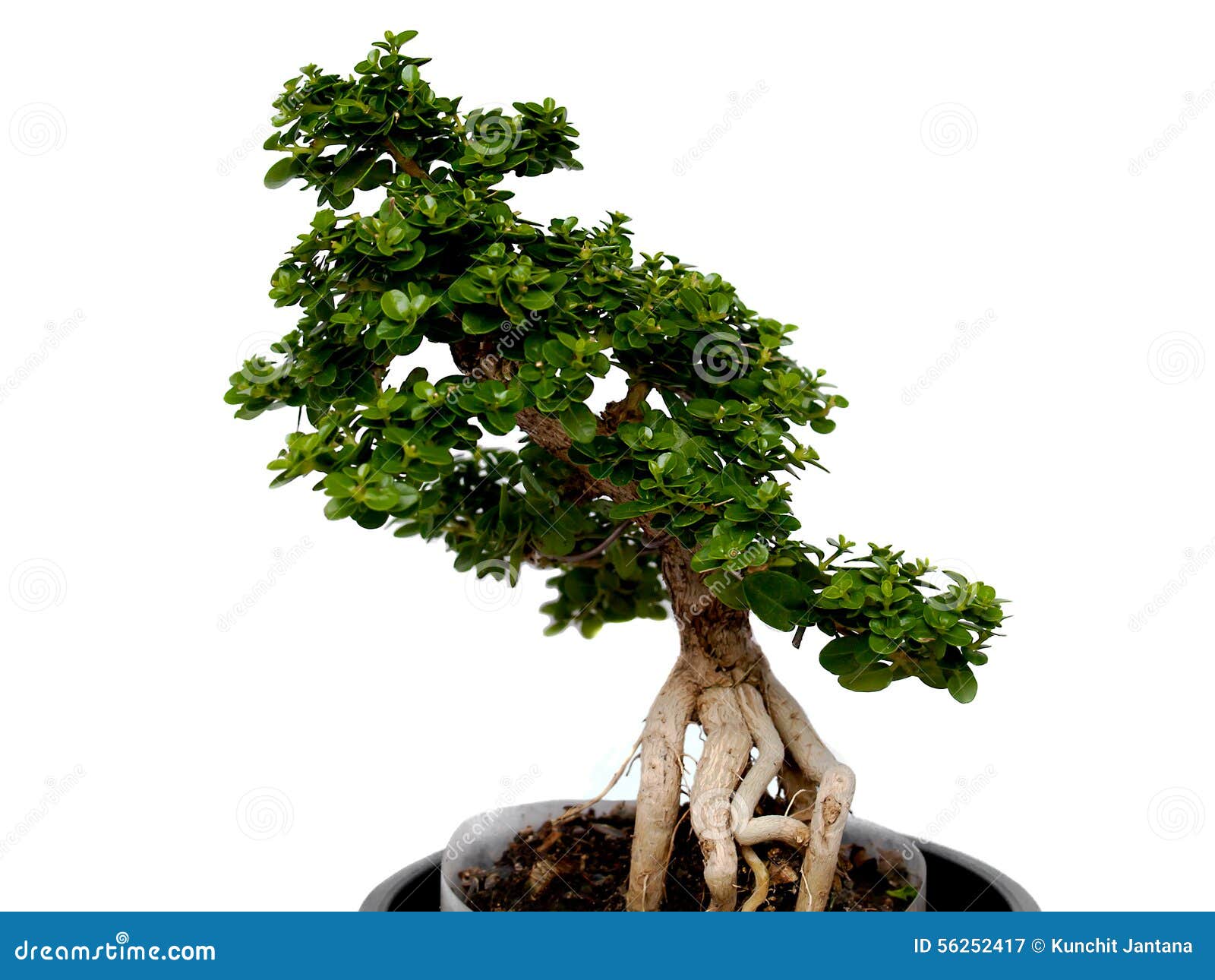 serie Interpersoonlijk temperatuur Dwerg bomen stock afbeelding. Image of tuin, groen, groei - 56252417
