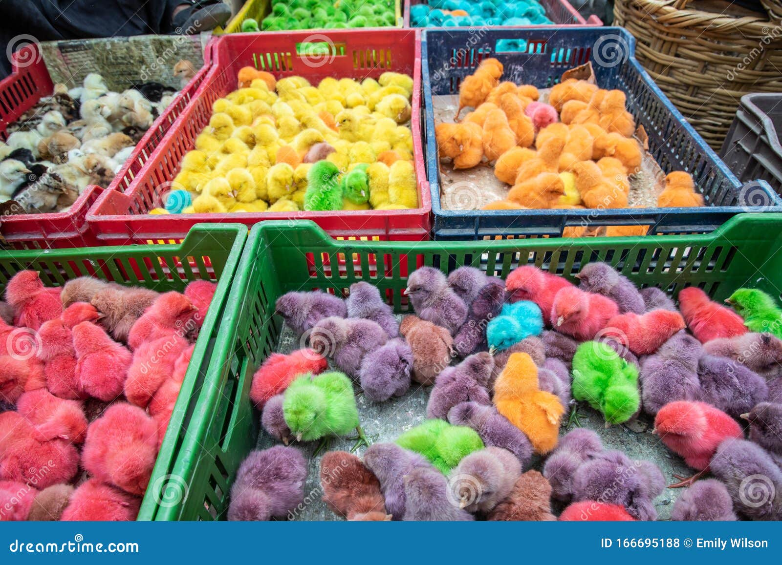 Dyed Chicks For Sale At The Souk Al Gomaa Friday Market In Cairo Stock