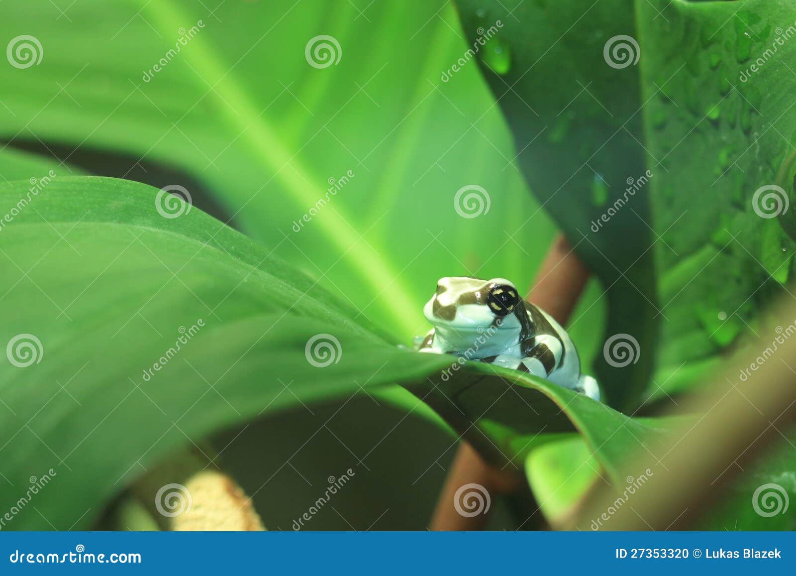 dyeing dart frog