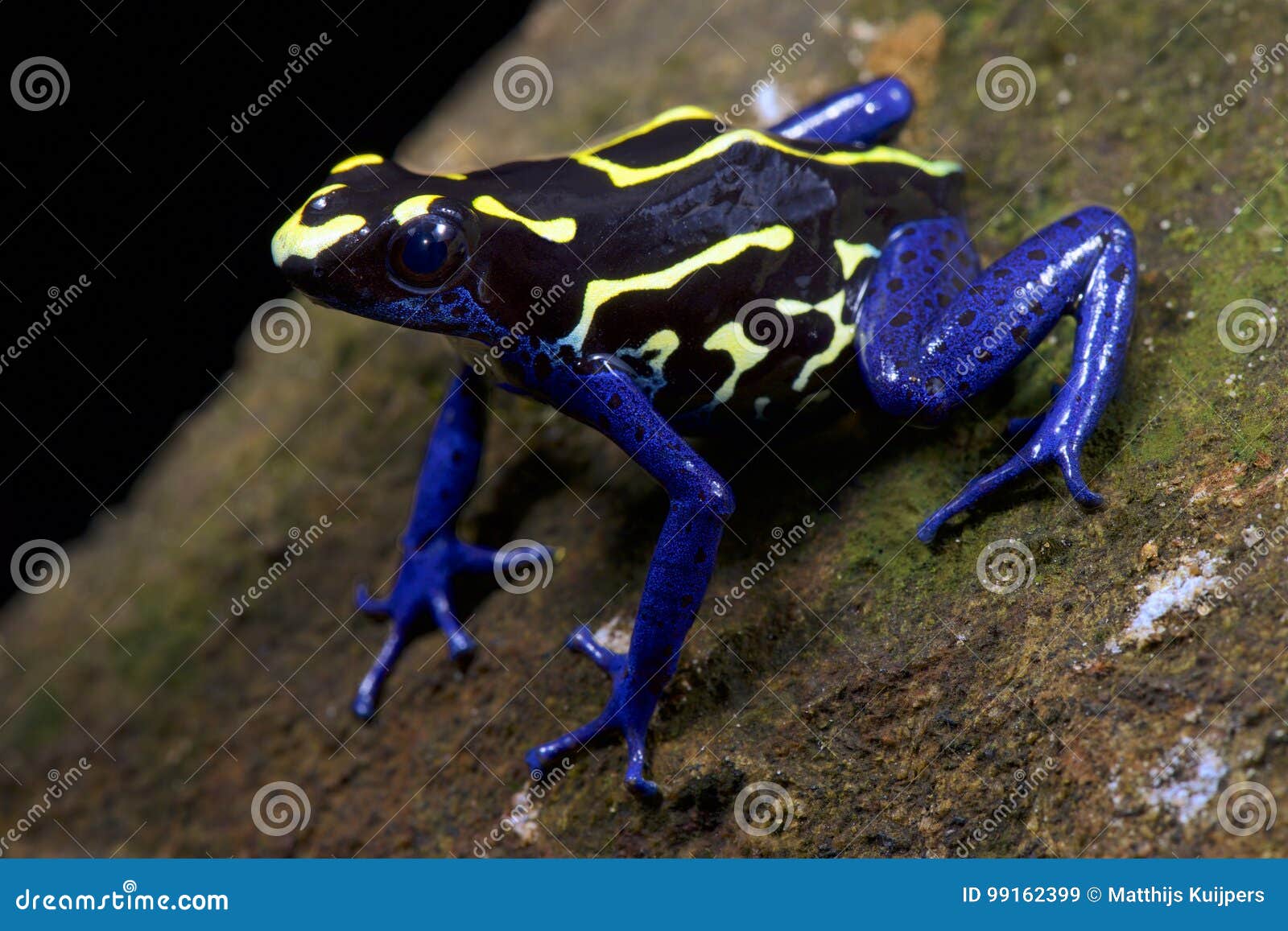 dyeing dart frog, dendrobates tinctorius, bakhuis suriname