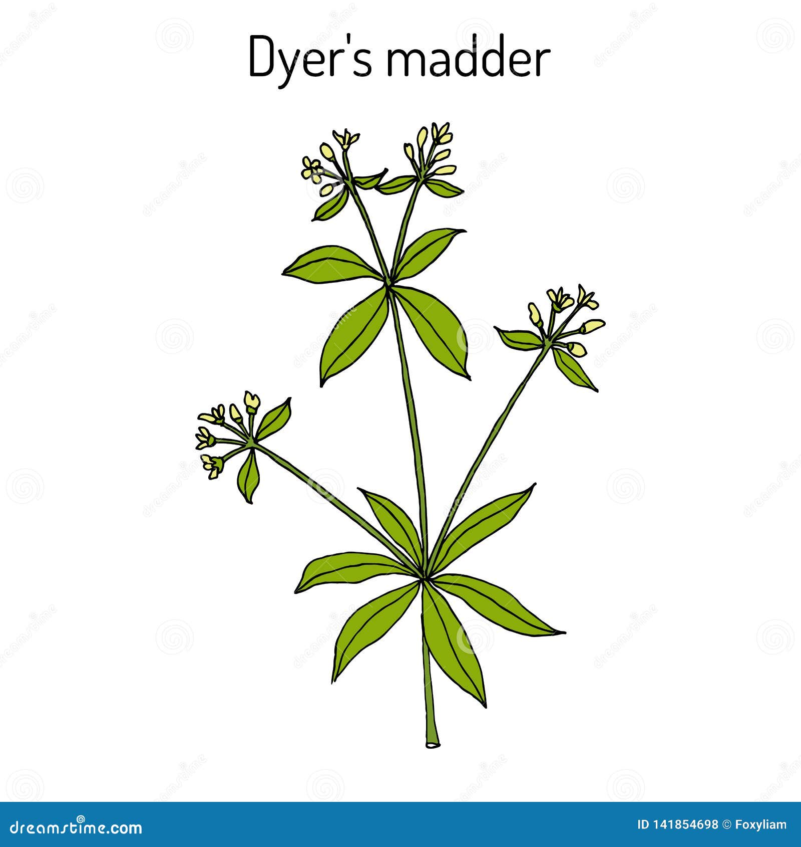 dyer s madder rubia tinctorum , medicinal plant