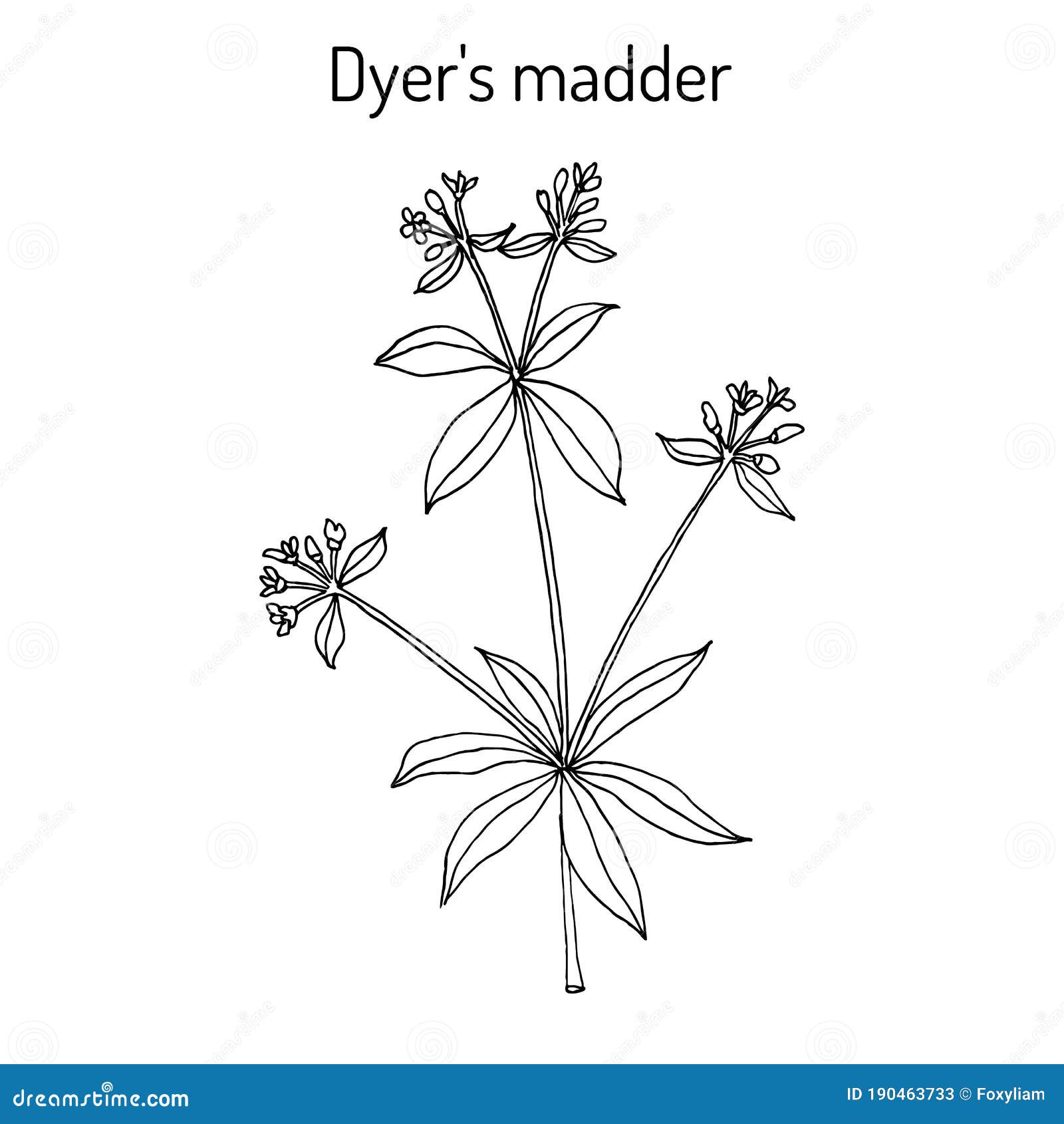 dyer s madder rubia tinctorum , medicinal plant