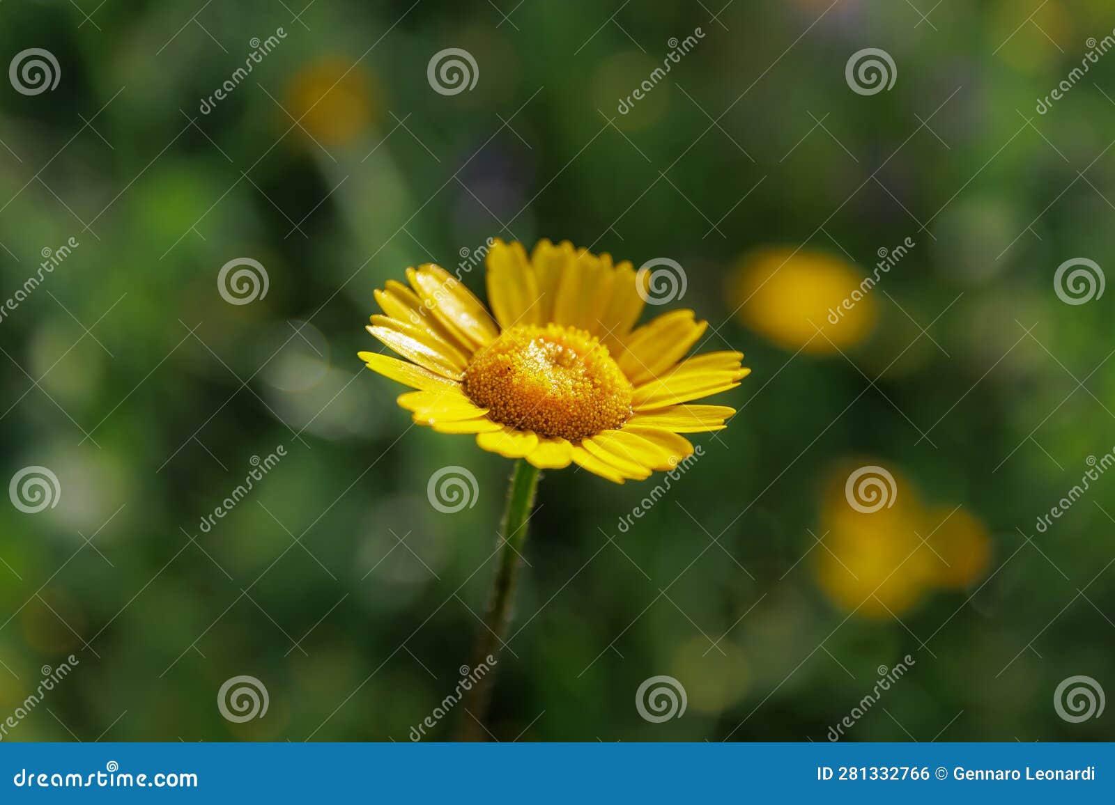 dyers' chamomile - cota tinctoria