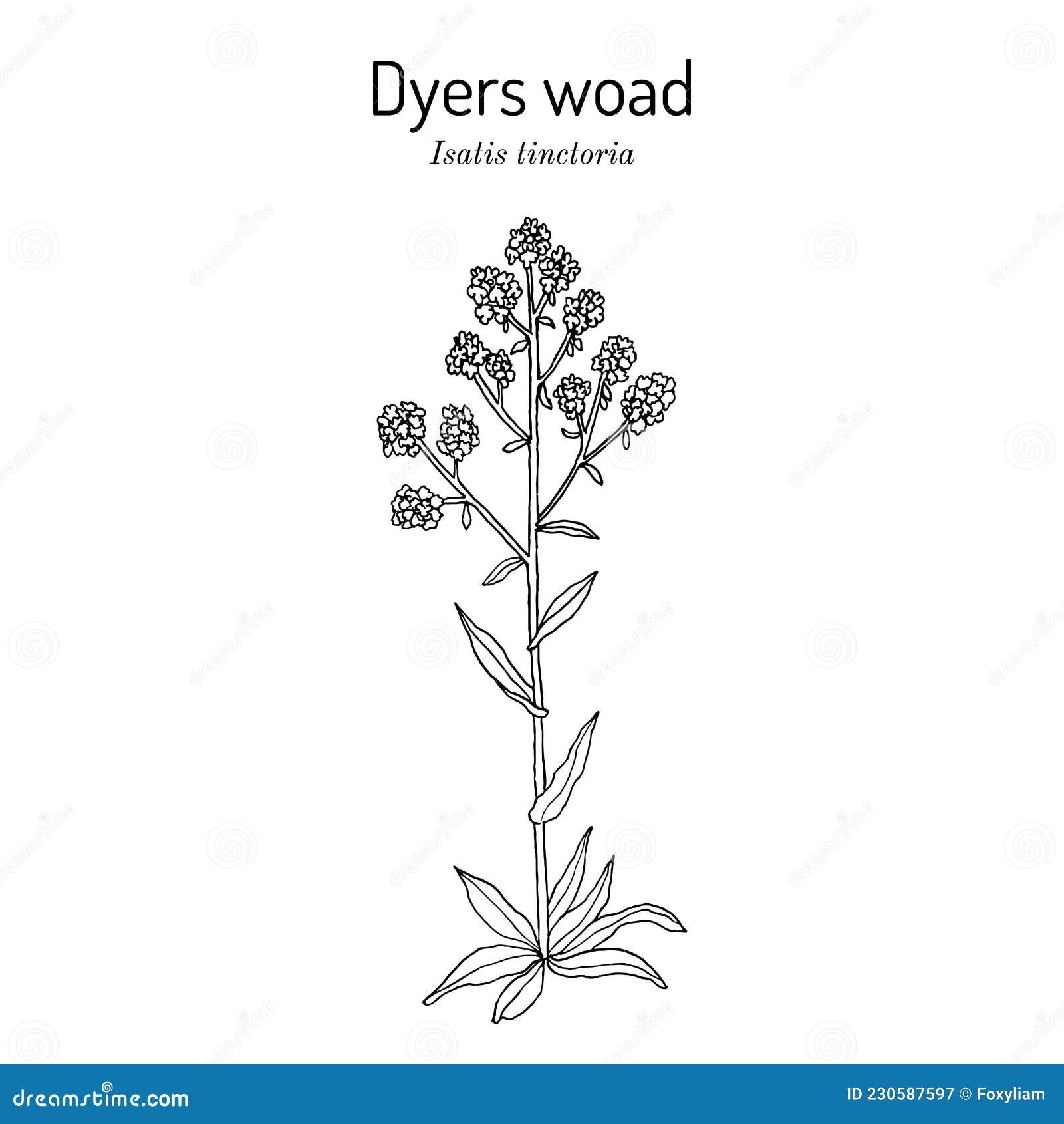 dyers woad, or glastum isatis tinctoria , medicinal plant