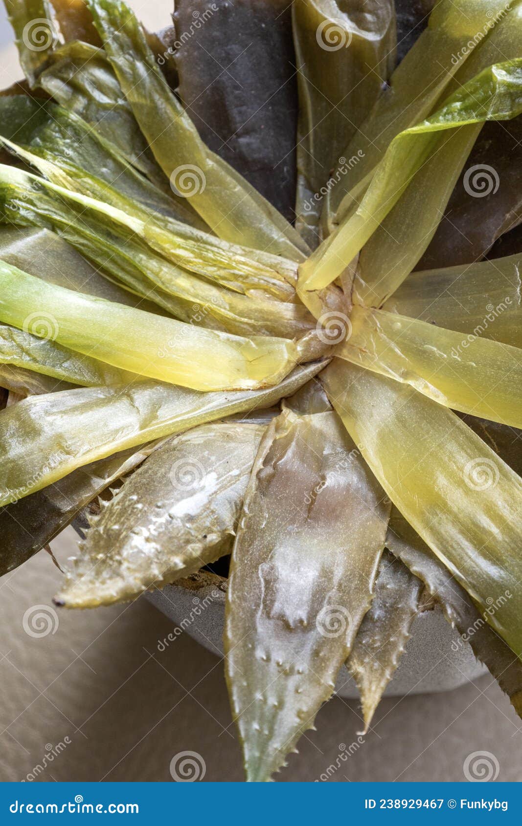 Dying Aloe-vera Plant Up Stock Image - Image of growing: 238929467