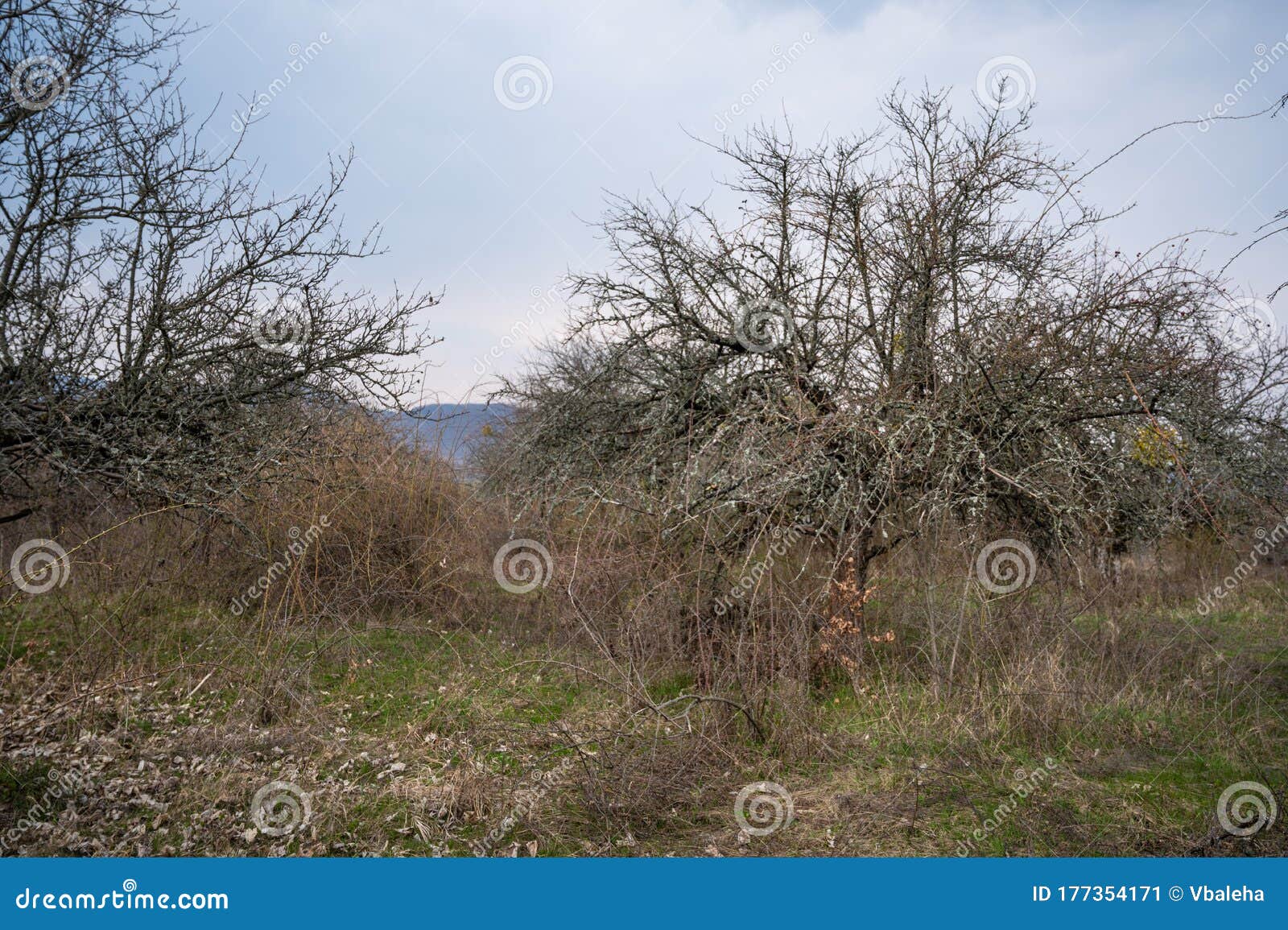 Dying apple orchard stock image. Image of spring, agriculture 177354171
