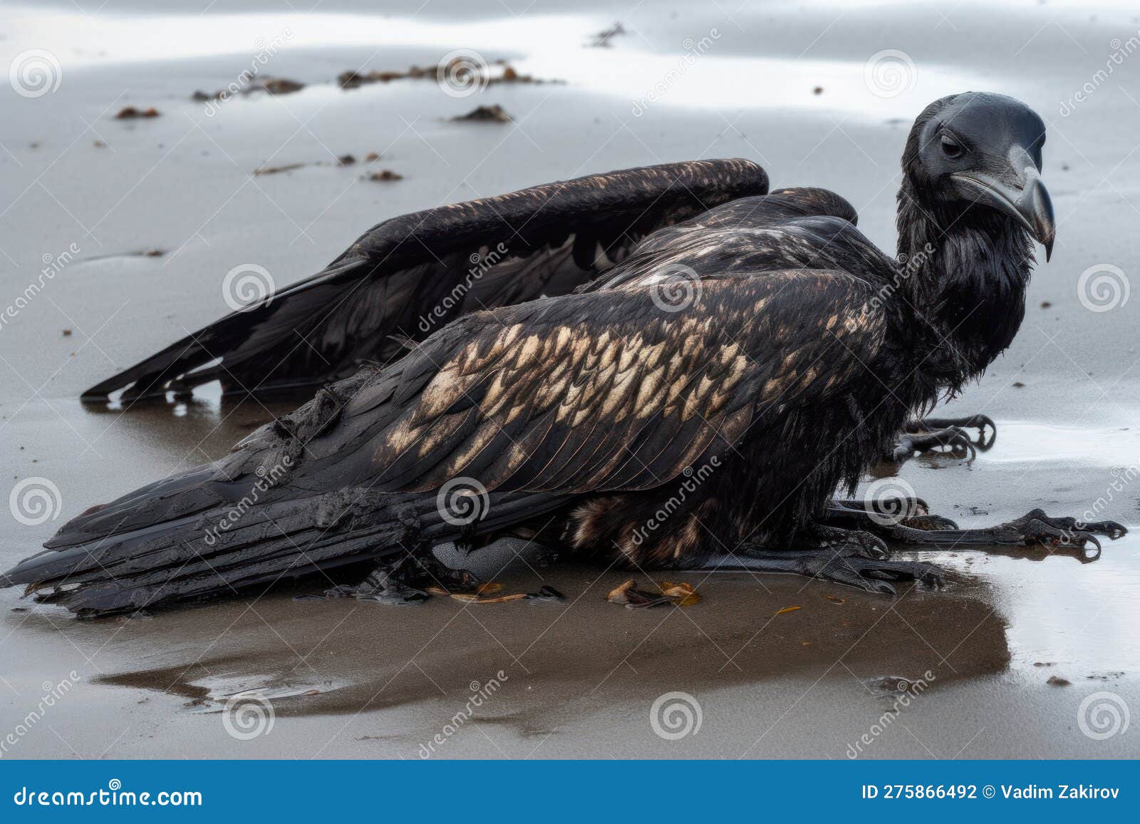 Dying Birds Whose Wings are Smeared in Fuel Oil on the Seashore Stock