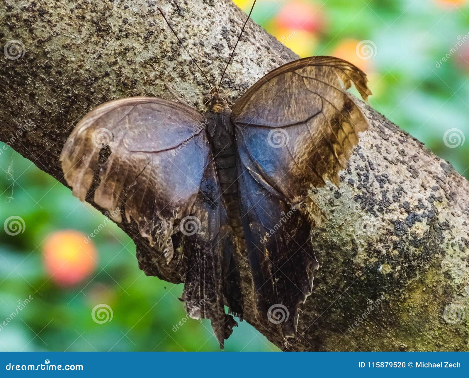 a dying blue morpho butterfly sits on a tree