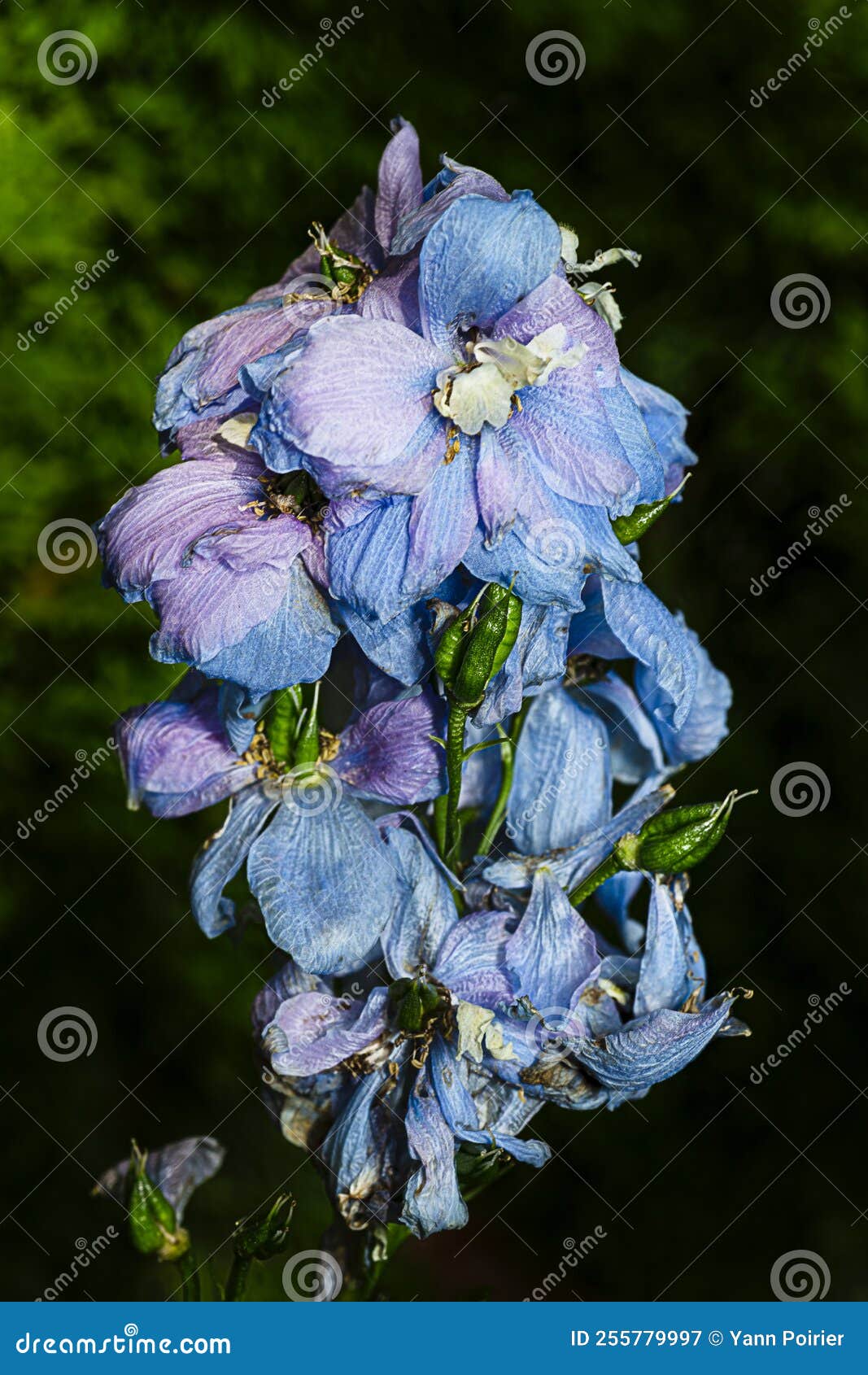 Dying candle larkspur stock image. Image of botanical 255779997