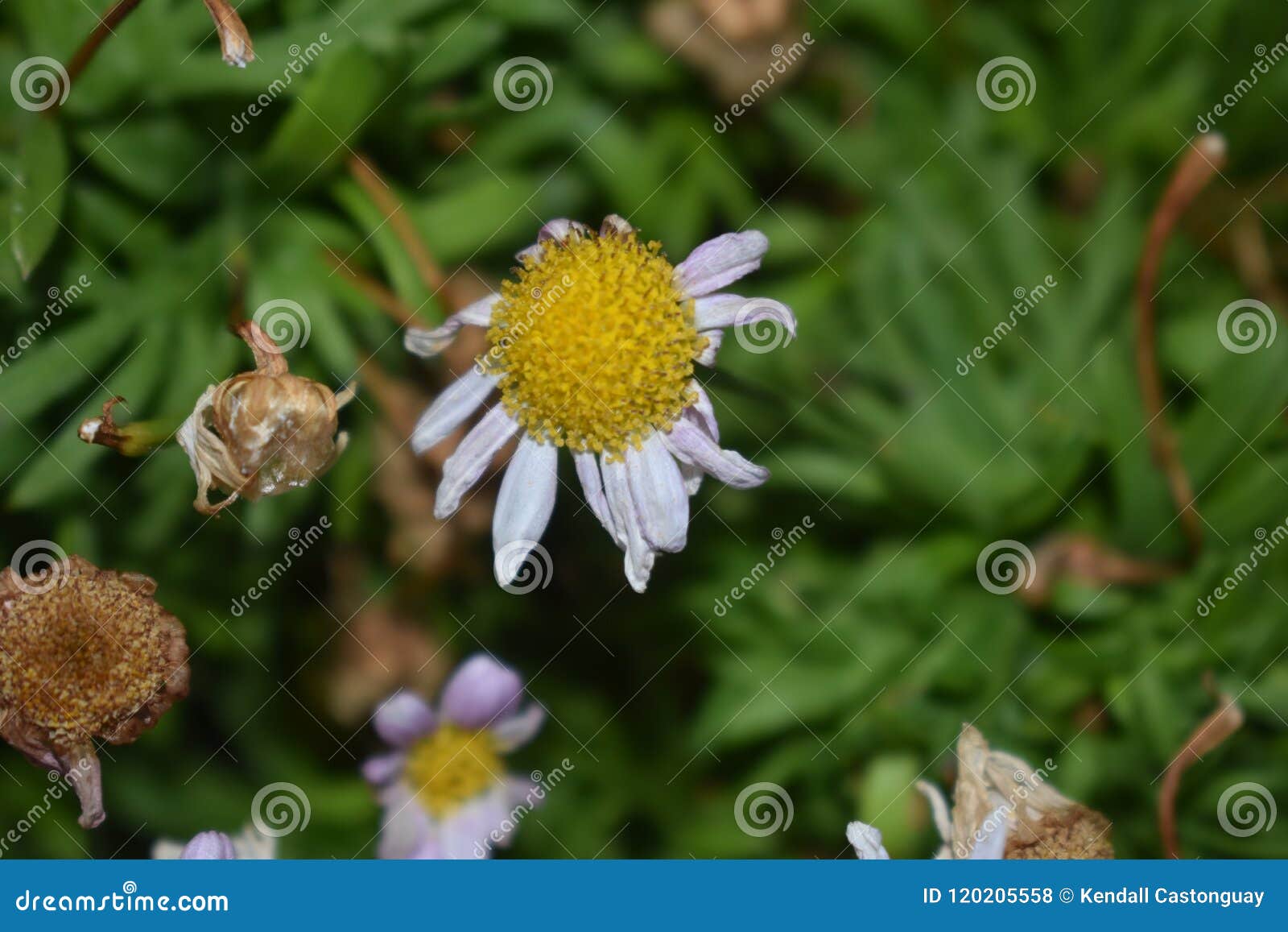 Dying stock photo. Image of grow, dying, daisy, perish 120205558