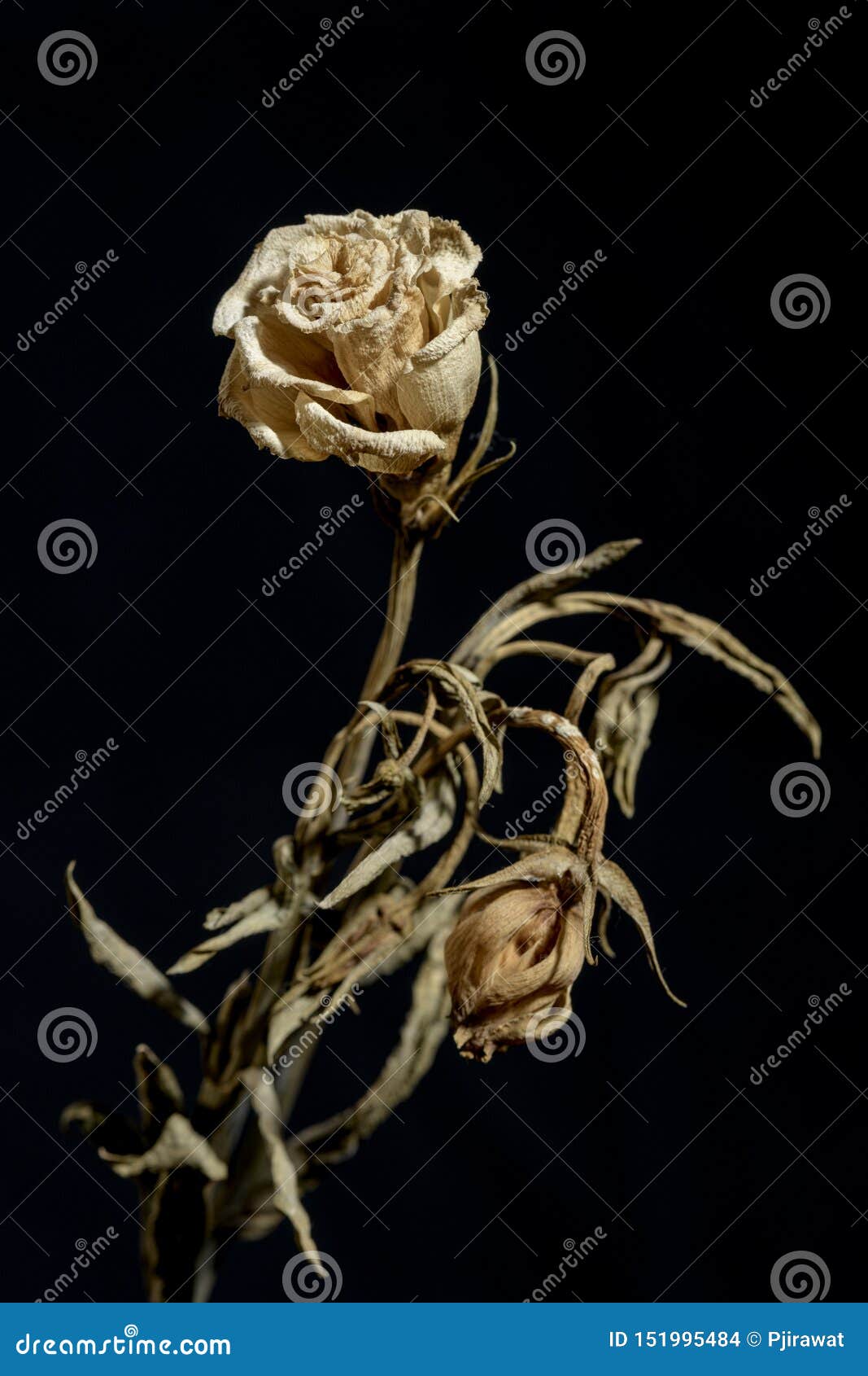 Dying flower stock photo. Image of decoration, bouquet 151995484