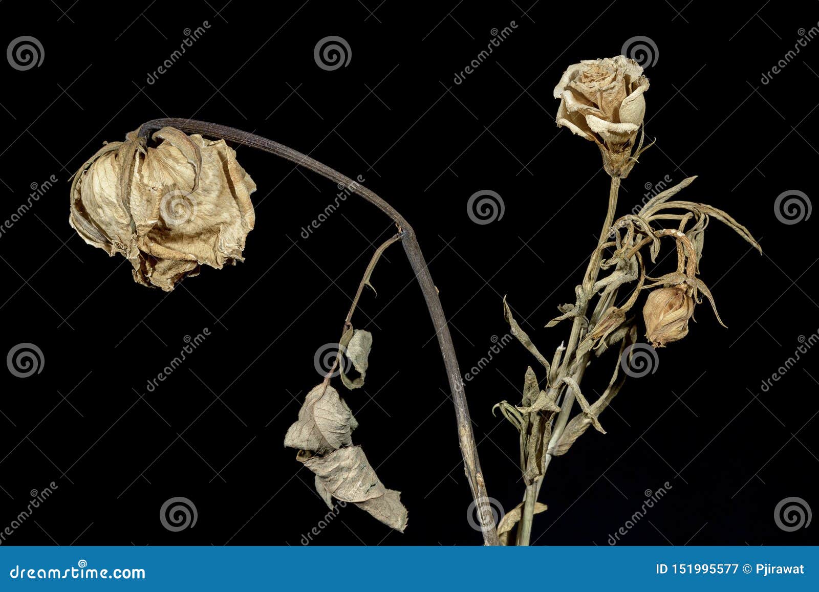 Dying flower stock image. Image of decay, love, close 151995577