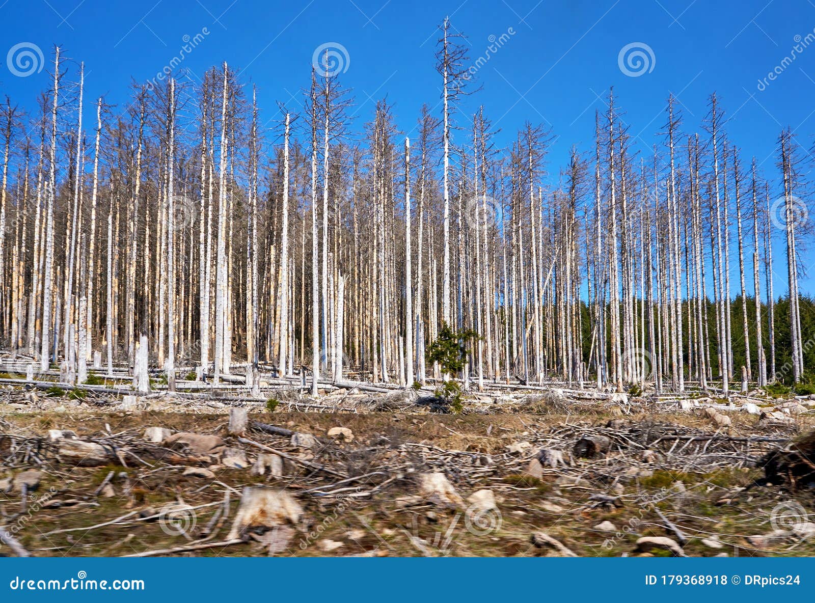 Dying Forest in Germany. through Climate Change, Drought and Bark Beetles Stock Photo Image of