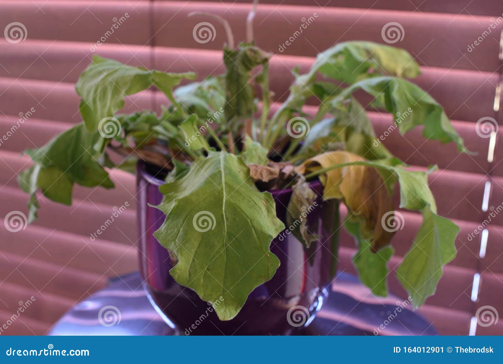 Dying gerbera daisy stock image. Image of green, daisy 164012901