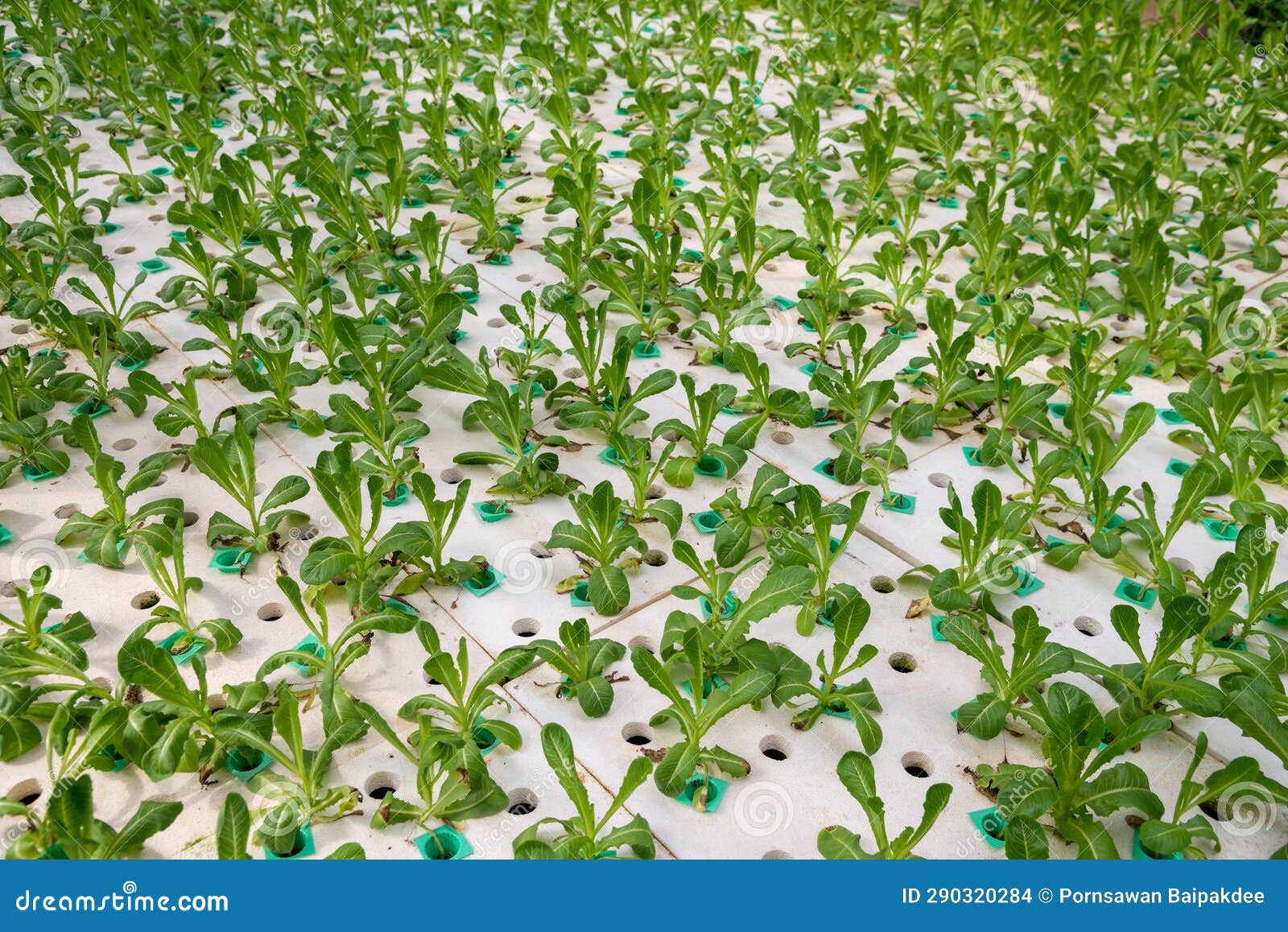 Dying Green Lettuce on Hydroponic Stock Photo Image of color, gardening 290320284