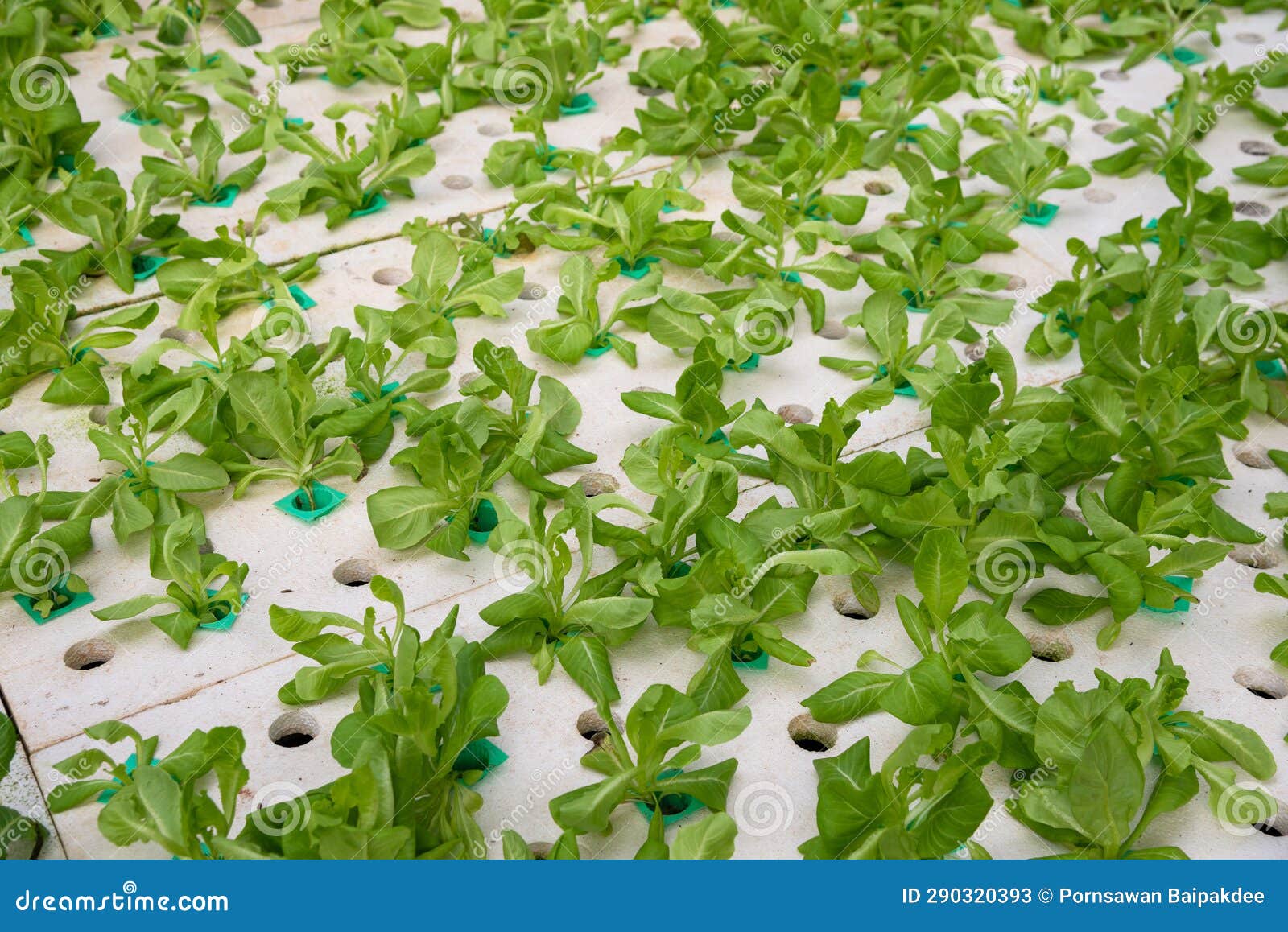 Dying Green Lettuce on Hydroponic Stock Image Image of cultivate, industrial 290320393