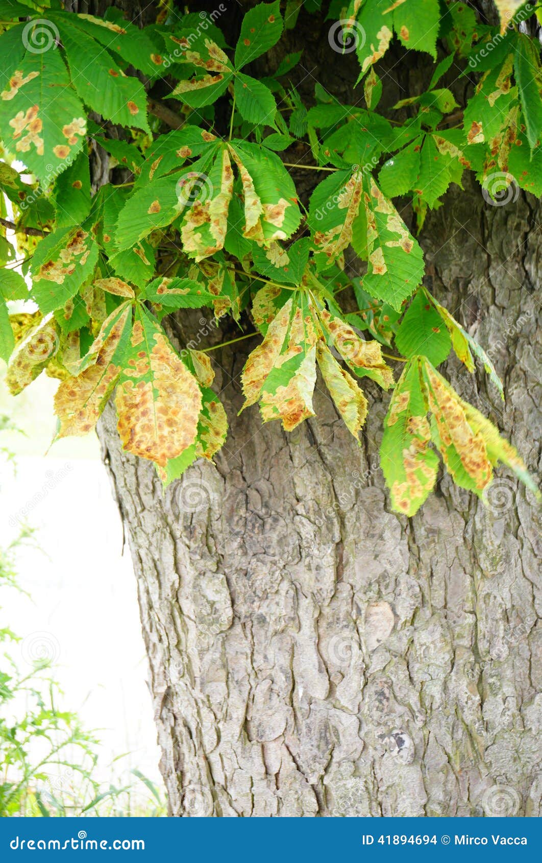Dying leaves stock photo. Image of drying, outdoor, natural 41894694
