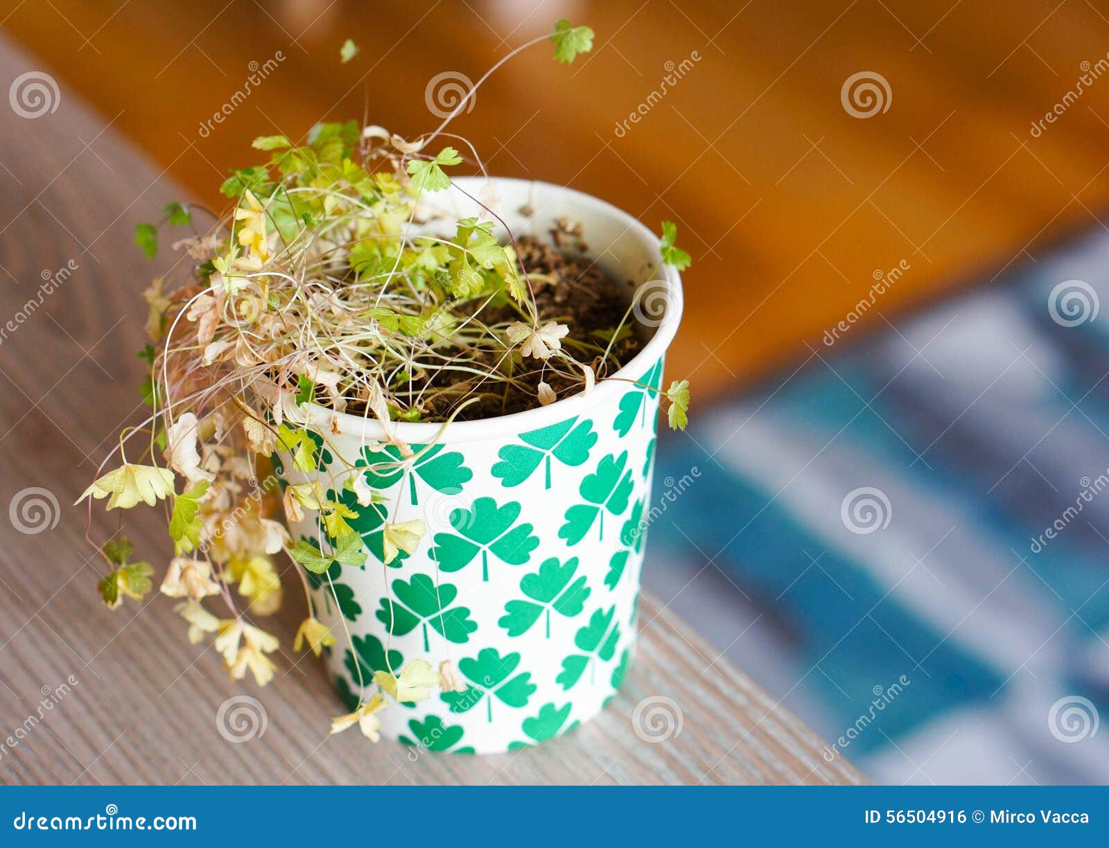Dying parsley stock photo. Image of green, natural, paper 56504916