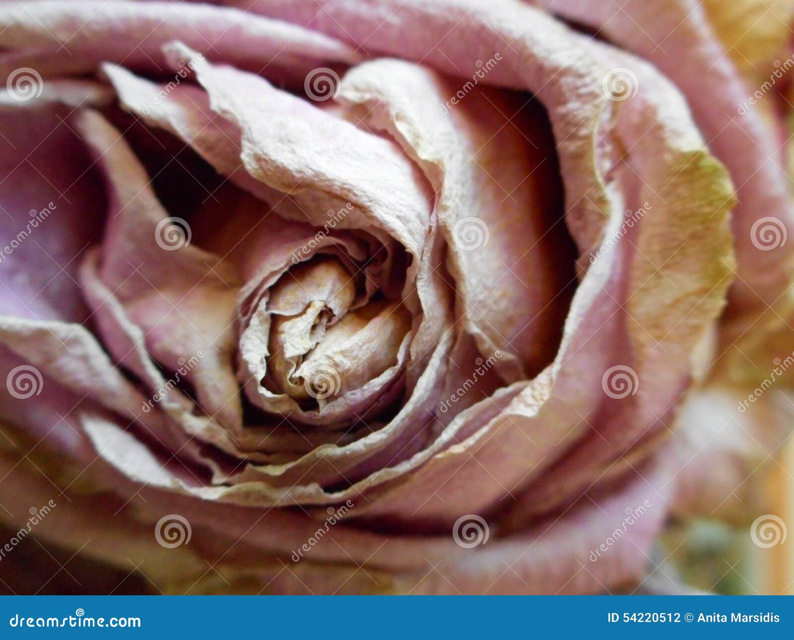 Dying Pink Rose Bloom With Dropped Petals Stock Photo CartoonDealer