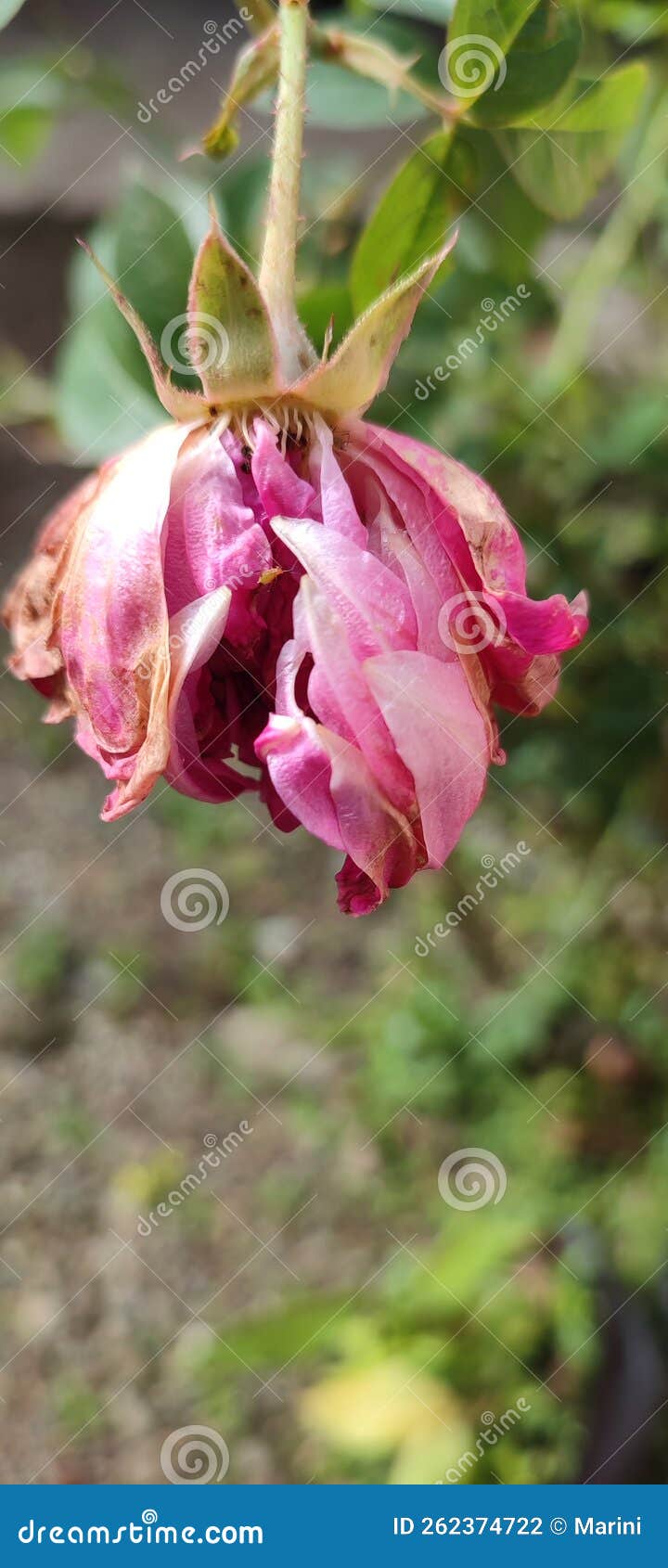 A Dying Rose Still Showing Beauty Stock Photo Image of blossom