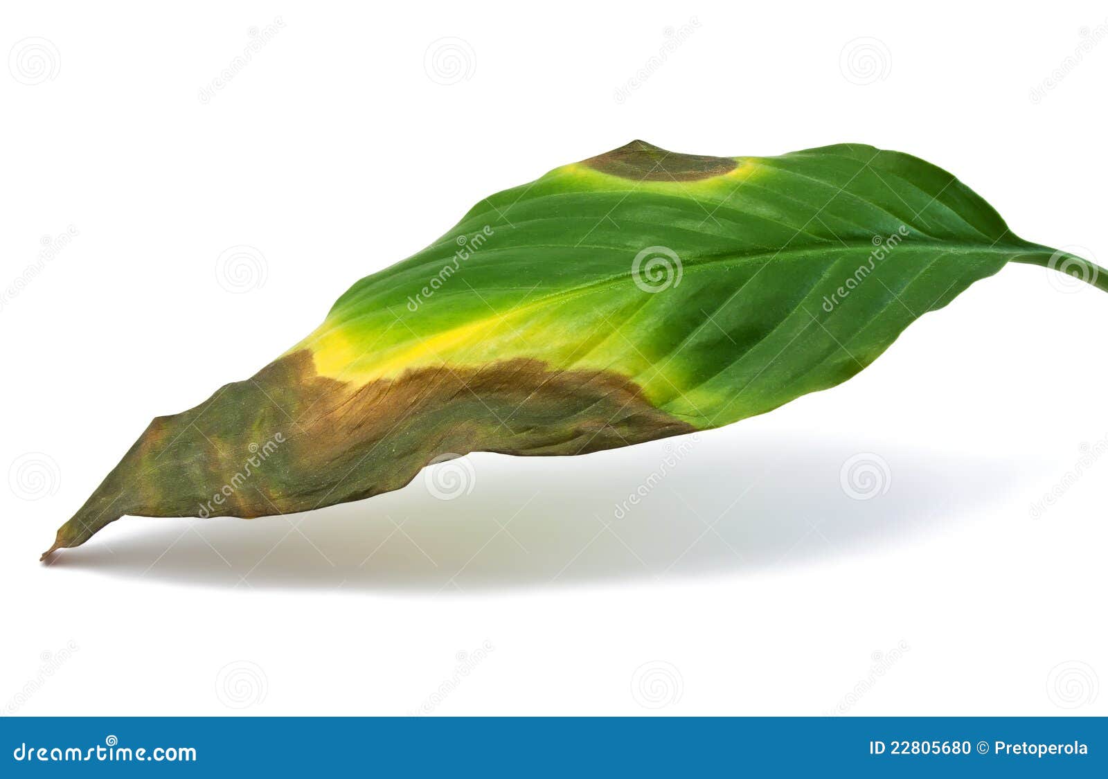 dying and rotting leaf