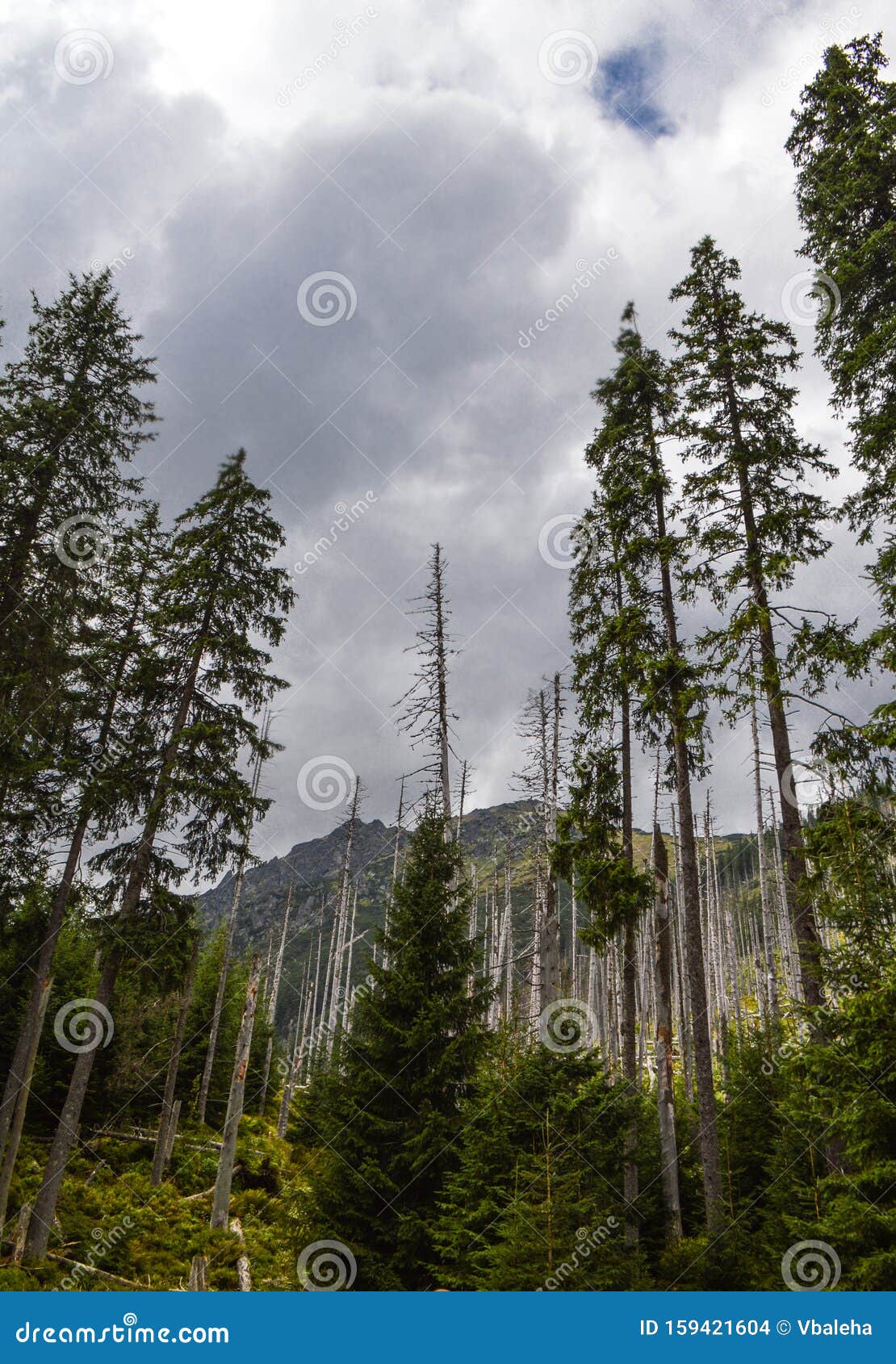 dying spruce forests due to climate change