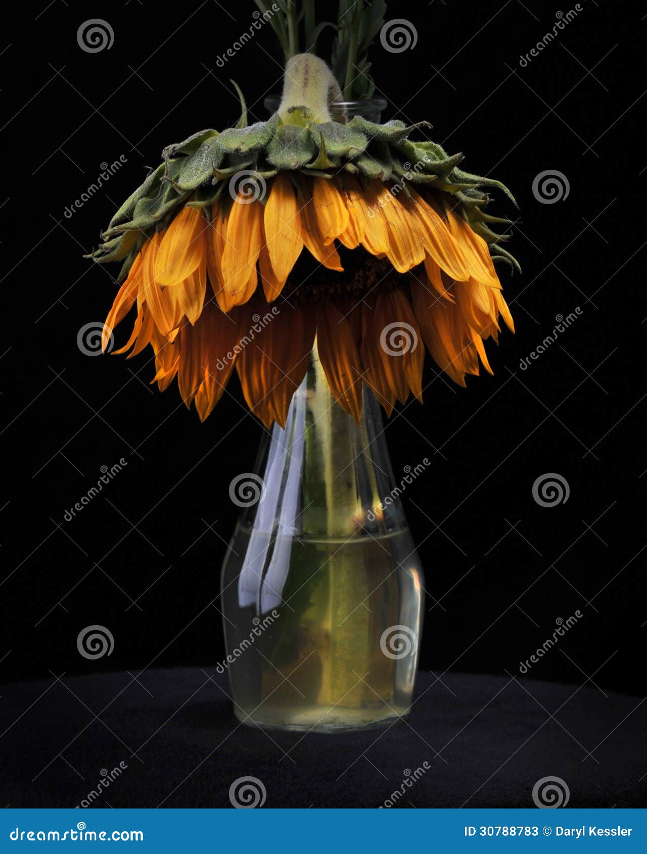 Dying Sunflower in Vase stock image. Image of yellow 30788783