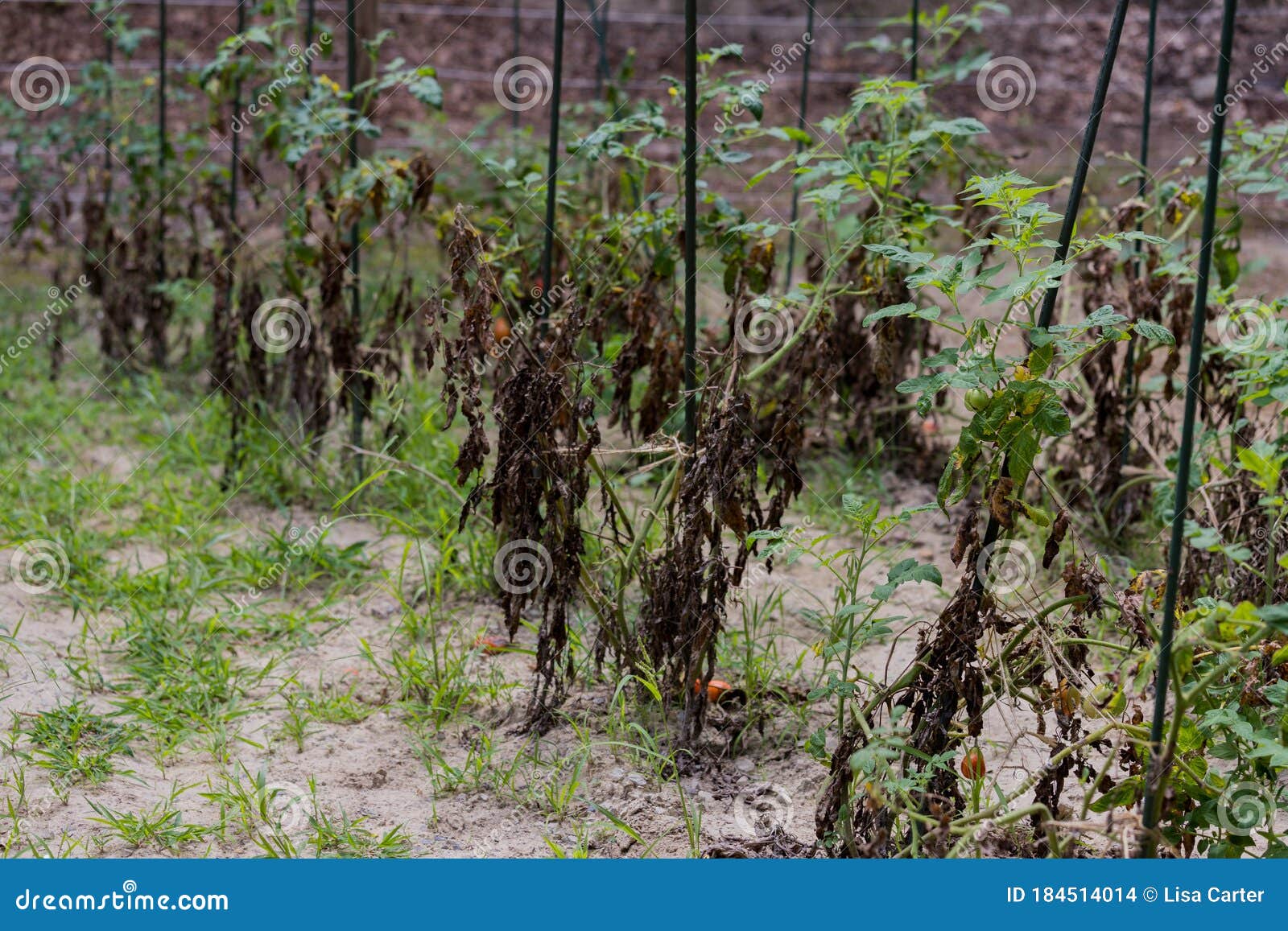 Dry plants from drought in the garden. The dried bush of a tomato. The plant  withered from lack of water. World Drought. wilted pot plant. drought. dried  plants Stock Photo