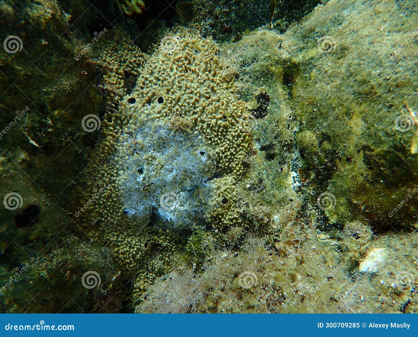 dying variable loggerhead sponge (ircinia variabilis) with signs of early decomposition undersea