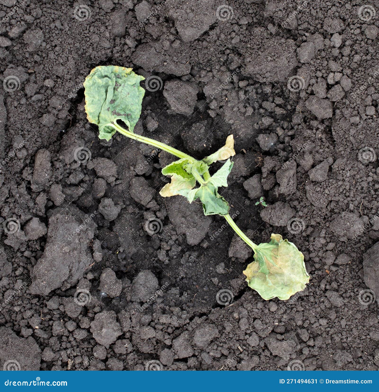 Dying Watermelon Seedling in the Ground. Stock Image Image of fresh, summer 271494631