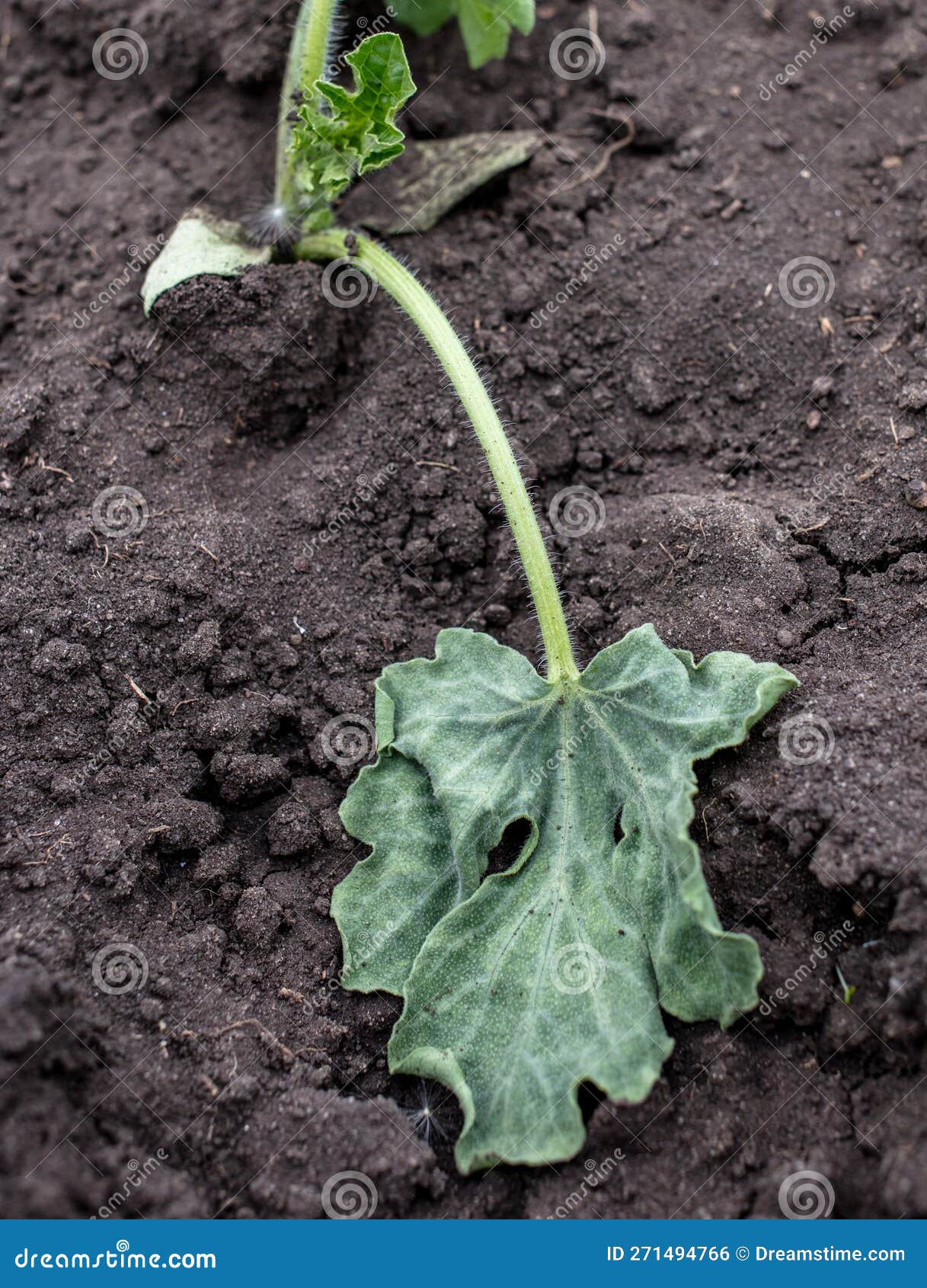 Dying Watermelon Seedling in the Ground. Stock Photo Image of bugs, mildew 271494766