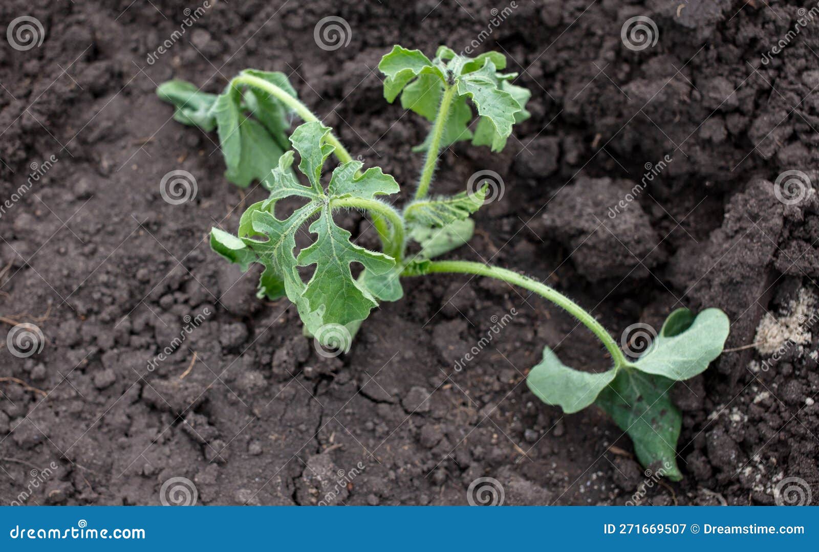 Dying Watermelon Seedling in the Ground. Stock Image Image of fungus, fungicide 271669507
