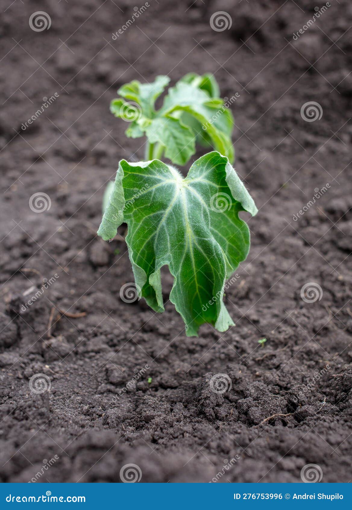 Dying Watermelon Seedling in the Ground. Stock Photo Image of tomato, summer 276753996