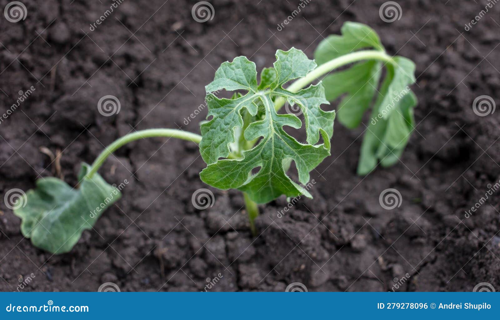 Dying Watermelon Seedling in the Ground. Stock Photo Image of nature, fresh 279278096