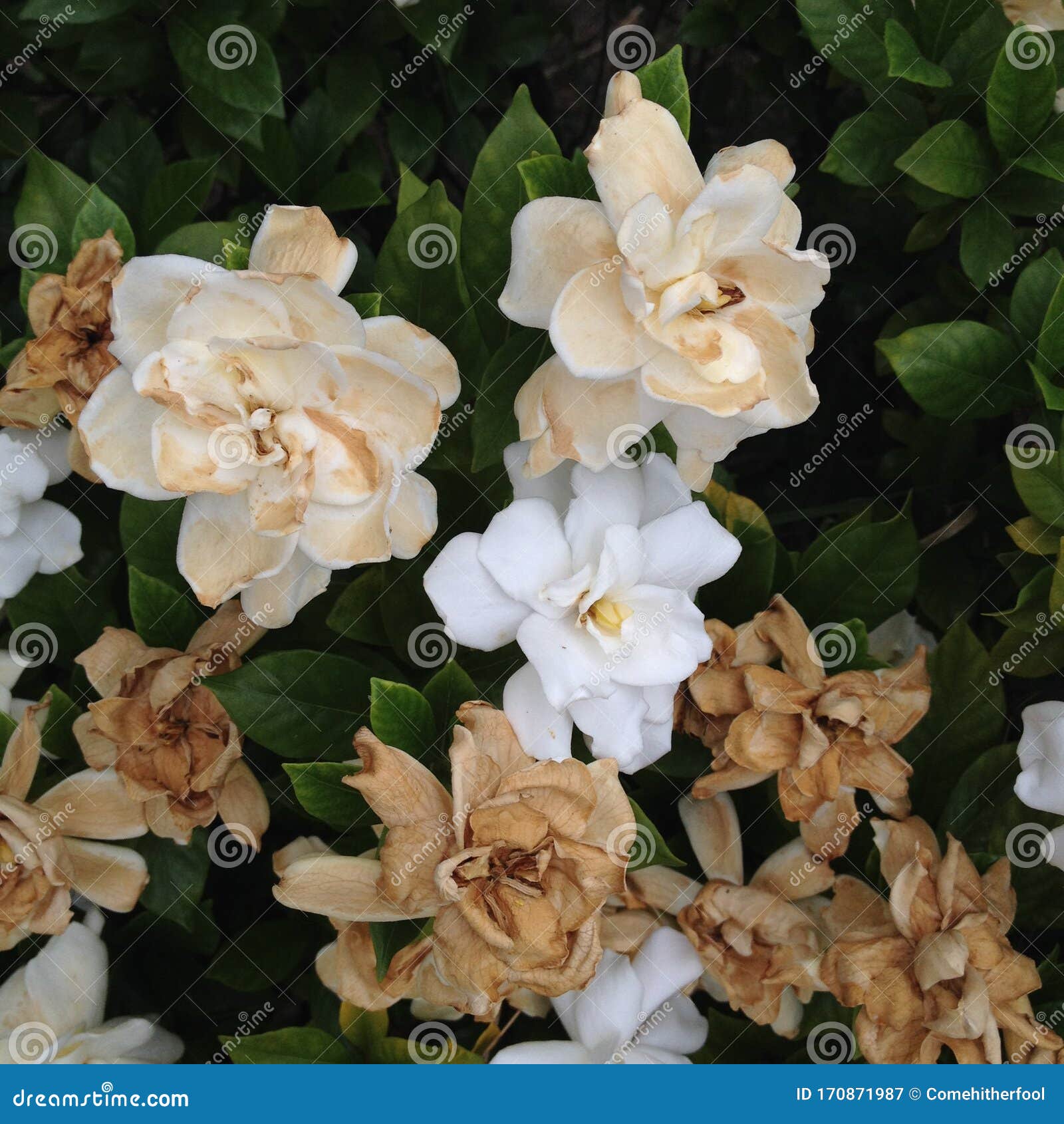 Dying white flowers stock image. Image of landscape 170871987