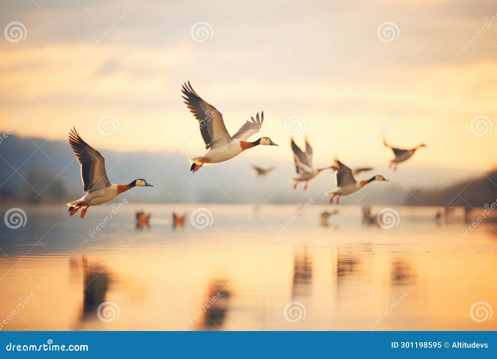 Dynamic Angle of Geese V-formation Against Evening Glow Stock