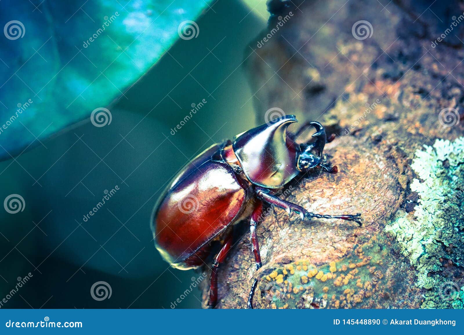 dynastinae on the branch in the forest