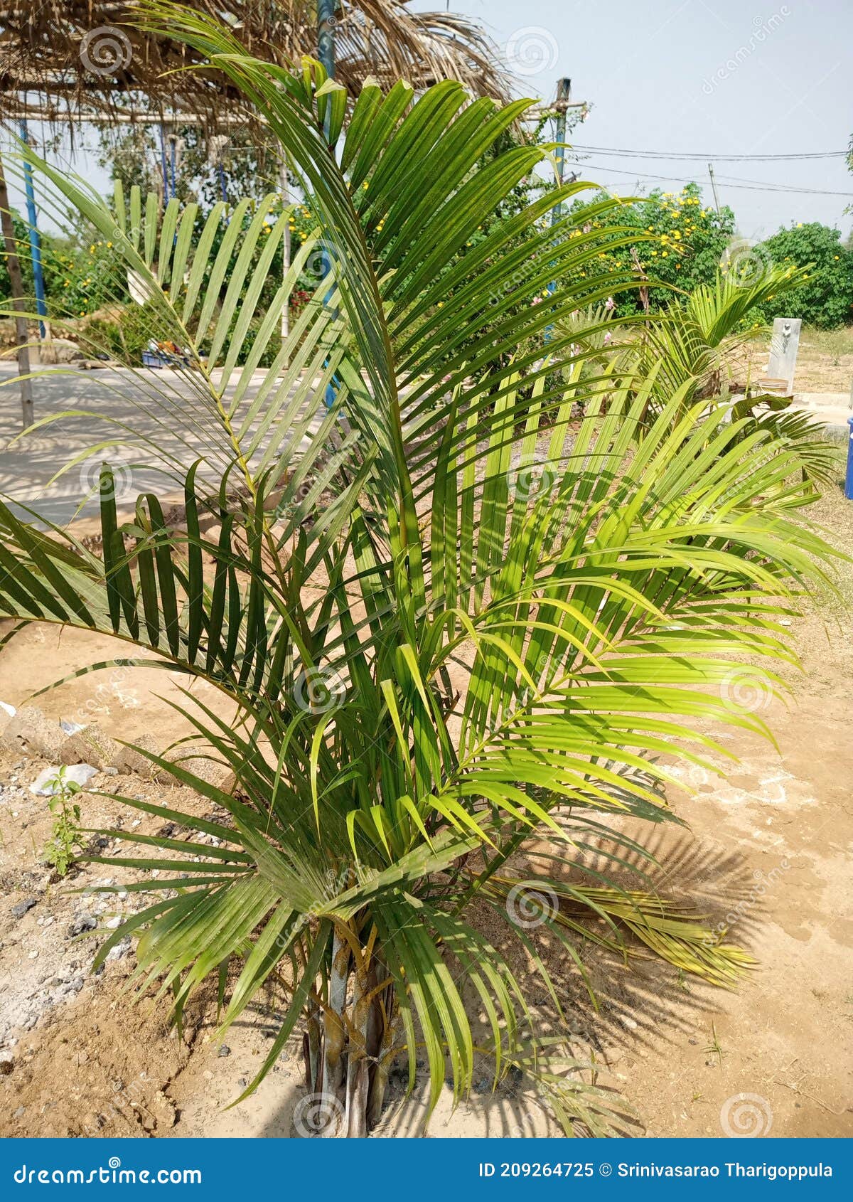 dypsis ambositrace is an elegant