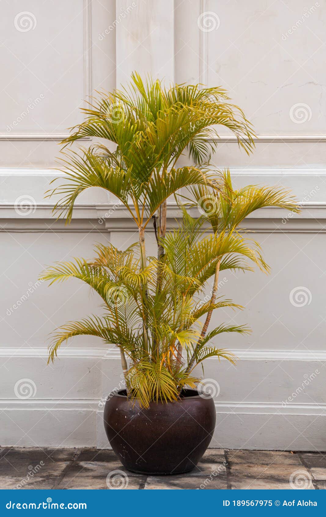 Planta Árbol Artificial 1,98cm Palma De Caña Dorada + Maceta