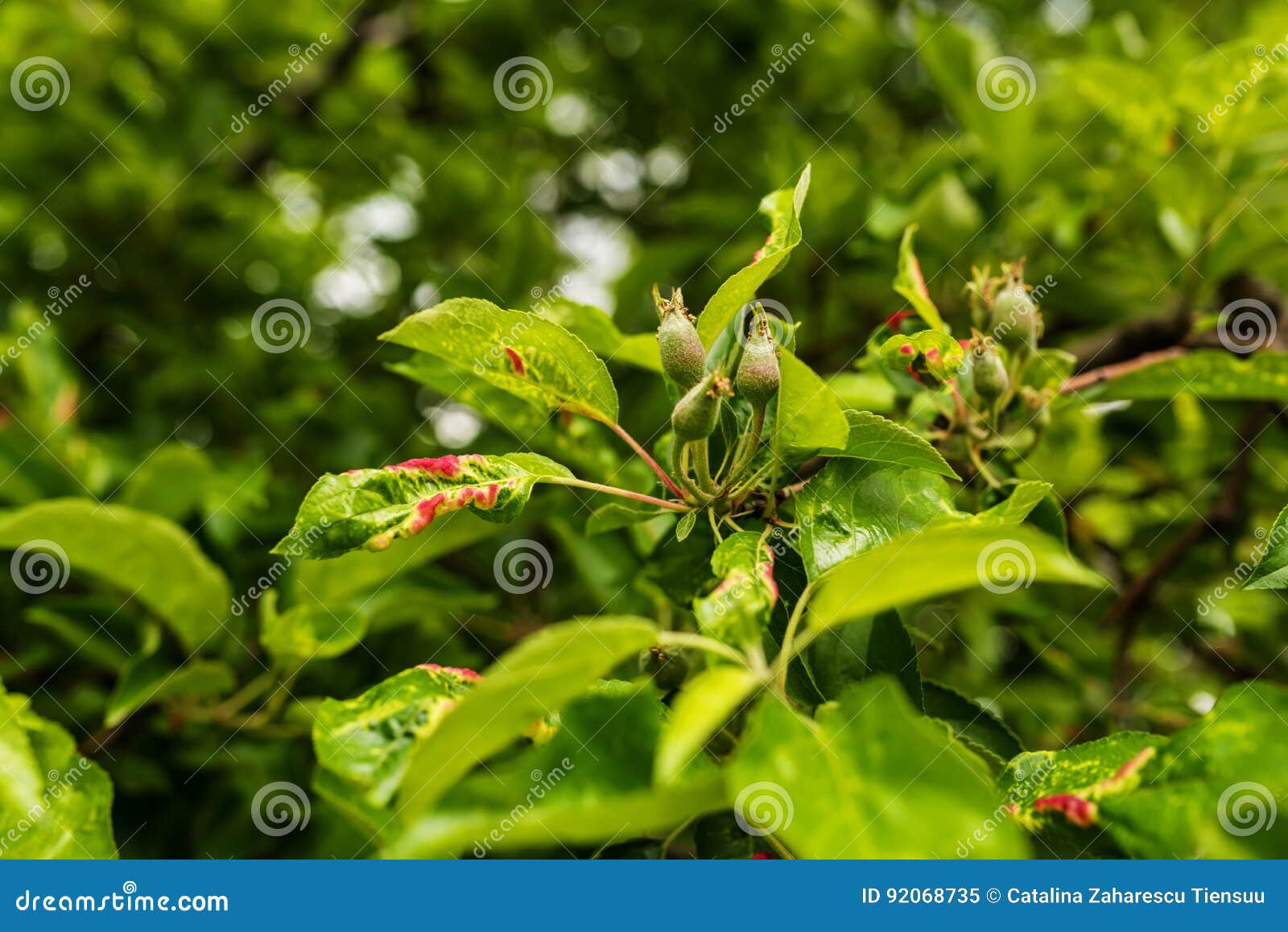 Dysaphis Devecta Rosy Leafcurling Apple Aphid Stock Image Image of