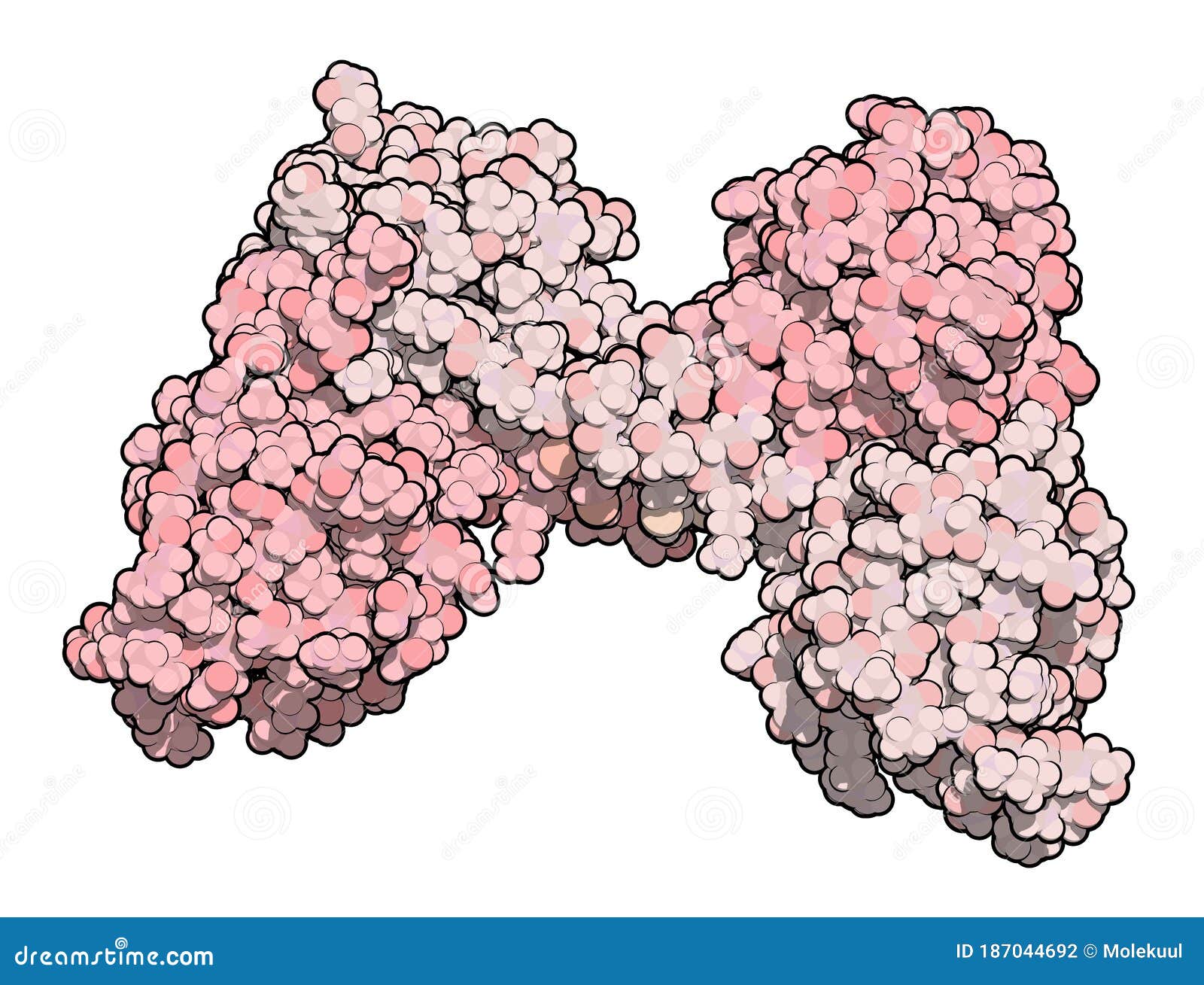 dystrophin muscle protein domain (n-terminal actin binding domain). defects cause duchenne muscular dystrophy (dmd
