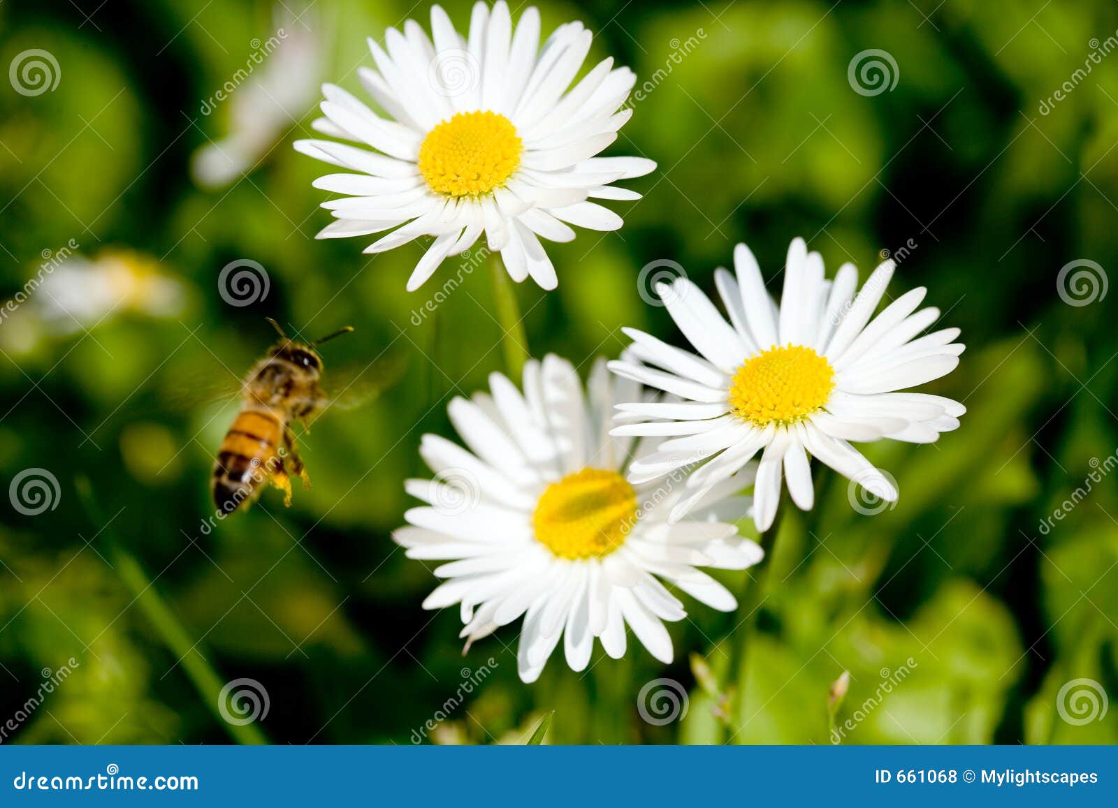 Działanie pszczół